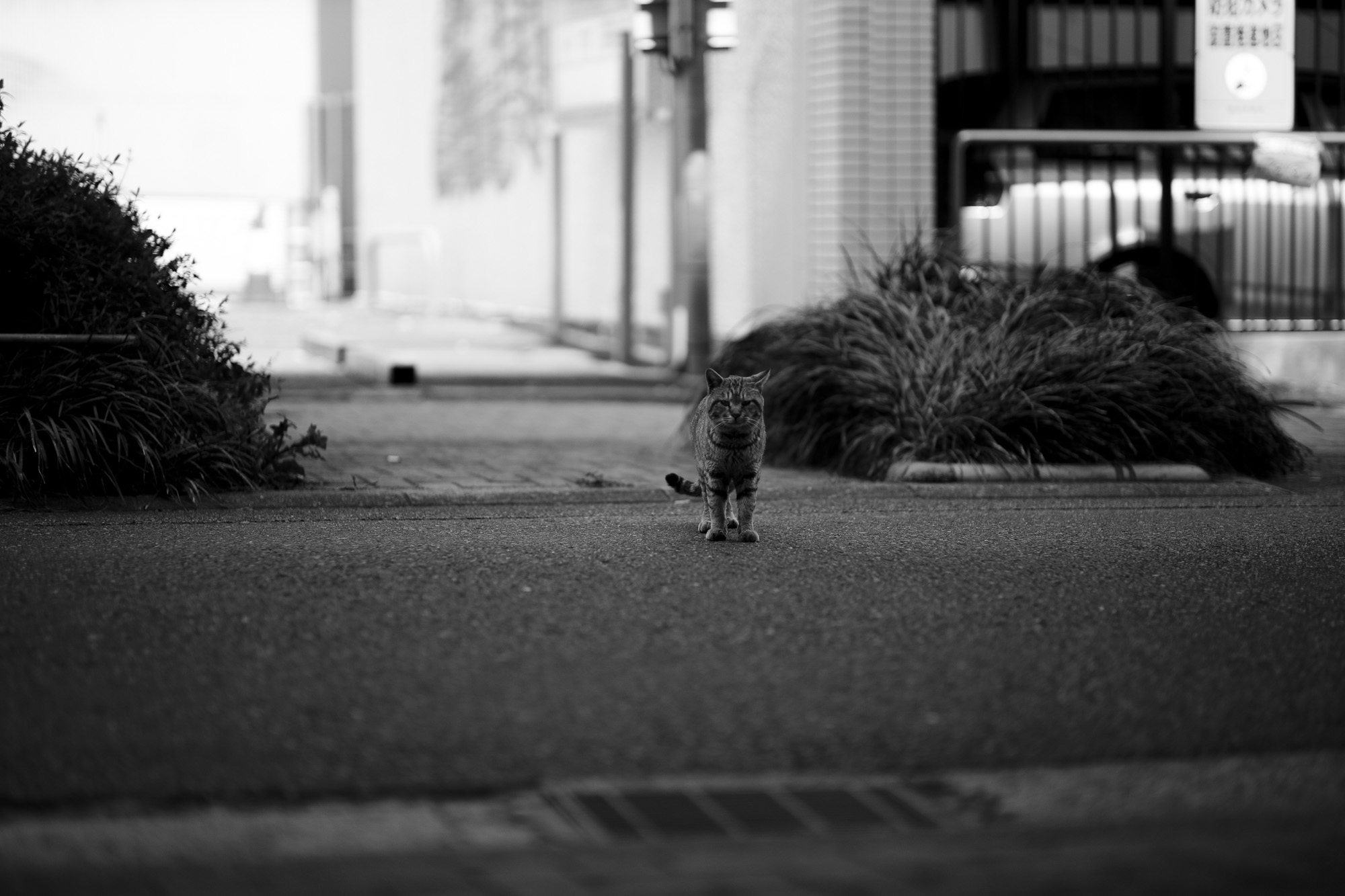 Cat 愛知 名古屋 altoediritto アルトエデリット 猫 ねこ ぬこ トラ leica leicam10 ライカ ライカM10 noctilux 75 ノクティルックス ふてにゃん