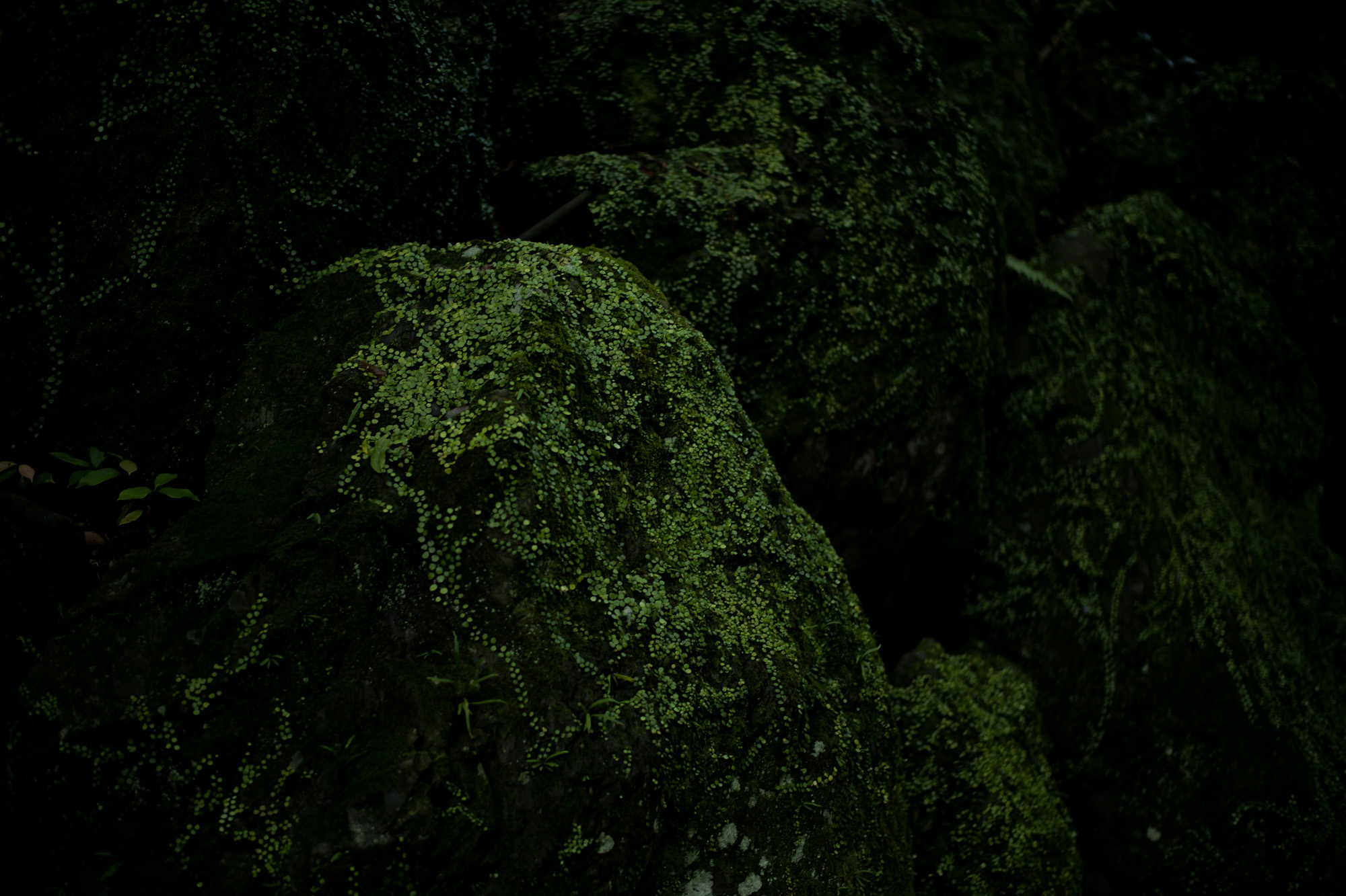 多度大社 三重県桑名市多度町多度 上げ馬 LEICA ライカ LEICA M10 ライカM10 SUMMILUX ズミルックス 50mm