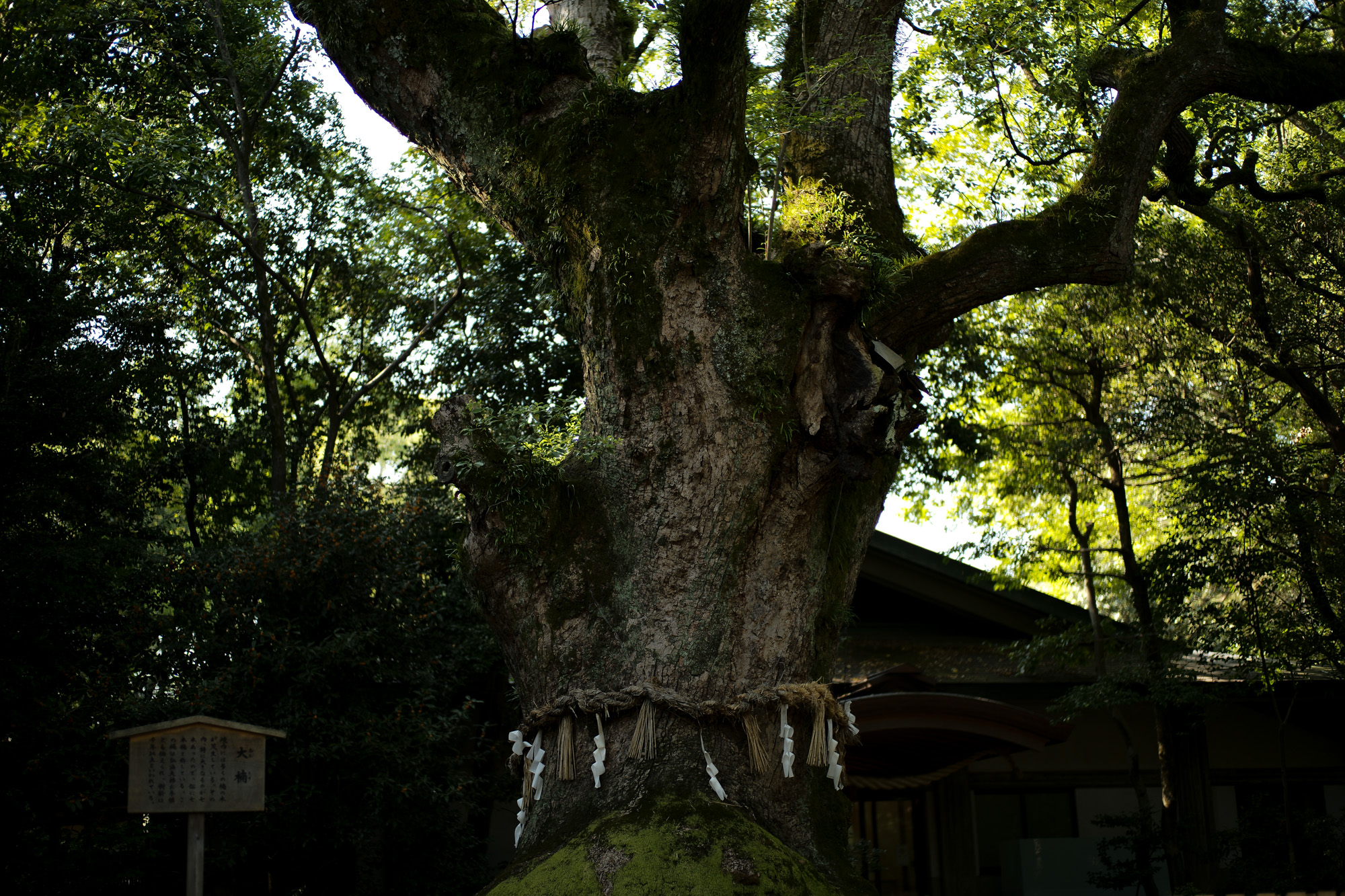 ATSUTA JINGU ///【LEICA M10-P ASC 100 Edition + SUMMILUX-M F1.4/50mm ASPH】 2020年10月21日 水曜日 きよめ餅 AUDEMARS PIGUET アーデマピゲ ロイヤルオーク LEICA M10-P ASC 100 Edition ライカ M10 P ライカ 限定モデル ズミルックス 標準レンズ ELMAR35 1938年製 エルマー ビンテージレンズ 愛知　名古屋 altoediritto アルトエデリット LEICA M10-P “ASC 100 Edition” 映画製作者のためのM型カメラライカは、全米撮影監督協会（American Society of Cinematographers、ASC）の設立100周年を記念し、映画の世界にふさわしい特別モデル「ライカM10-P “ASC 100 Edition”」を発表いたしました。     映画芸術を推進するために1919年に設立された全米撮影監督協会は、この分野では世界で最も長い歴史を持ち、時代を代表する撮影監督たちが会員となってきました。ハリウッドに本部を置く同協会は、ライカと同じく100年以上にわたり、あらゆる世界の文化人に影響を与え、それを形作ってきました。同協会が2019年2月に33回目を数える名誉あるASCアワードを表彰したことに合わせ、映画製作者のための特別モデル「ライカM10-P “ASC 100 Edition」がお披露目されました。無類の写真好きだったオスカー・バルナックは、重量のあるスチルカメラの扱いにくさを軽減する必要性を感じていました。そこで、当時の映画製作者が主に使用していた35mm映画用フィルムを使用し、映画の2コマ分を1画面として使う24×36mmのフィルムサイズを採用したスチルカメラを製作しました。これについて、彼は自身のメモに「Mikrokinoeinrichtung fertig für Aufnahmen」（映画の撮影に対応したマイクロシネ装置）と書き記しています。この発想から1914年に「ウル・ライカ」が生まれることになり、現代に続く35mm判の基礎となりました。これが「ウル・ライカ」の誕生にまつわる1つのストーリーですが、実はその裏にもう1つのストーリーがあります。オスカー・バルナックは当時、映画用フィルムの露出をテストできる装置を求めていました。20世紀初頭ごろは、撮影する前にシーンの視覚的および技術的特性をチェックするのは、現代以上に大変な作業でした。当時の映画製作者は、大型で重いシネカメラで貴重な35mmフィルムを回し続けて撮影しながら、適正露出を調べなくてはならなかったのです。オスカー・バルナックはこれに対し、自身が開発した画期的な「ウル・ライカ」のおかげで、フィルムのわずか1コマを露出させるだけでこれを確認できるようにしました。さらに、彼はこの技術に磨きをかけ、露出過度および露出不足のフィルムを使用して、理想的な露出値の近似値を得ることに成功しました。バルナックが生み出した35mm判スチルカメラ第1号機によってフォトグラフィーの世界に新時代が到来したことで、ライカの名は映画製作と強く結びつくことになりました。そしてこの度、1世紀以上前に始まったストーリーに新たなエピソードが加わりました。それが、バルナックの独創的な発想を現代に色濃く伝える特別モデル「ライカM10-P “ASC 100 Edition"」です。この特別モデルは、市販されているカメラの中で、写真に映画の質感を再現することができる唯一のカメラです。このモデルで初めて、シーンの特性、主観的な「感じ方」やフレーミングなどを確実かつ容易に解釈できるようになりました。シネルックの特別な仕様の「ライカM10-P」とレンズ「ライカ ズミクロンM f2.0/35mm ASPH.」を組み合わせたこの特別モデルは、卓越した視覚体験を提供したいと考える映画監督や映画製作者の大きな力となる、まさにプロ向けのアイテムと言えます。2つのシネルックモデルは、ライカの画質を担当するスペシャリストと世界的な影響力を持つ映画製作者やASCのメンバーが協力して開発しました。「ASC Cine Classic」モードでは35mm映画用フィルムの質感を、「ASC Contemporary」モードでは現代映画の最先端のデジタル的な質感を表現することができます。また、「ライカM10-P “ASC 100 Edition”」がプロフェッショナルな映画製作者にとって完璧なアイテムとなるよう、映画撮影に用いられるさまざまなアスペクト比をユーザーが自由に選択できるようになっており、その選択を有効にすると、選択したアスペクト比がブライトフレームとして表示されます。この特別限定モデルには、電子ビューファインダー「ビゾフレックス」と「ライカM-PLマウント」も含まれています。シネルックと選択可能なアスペクト比だけでなく、さらにビューファーンダーを組み合わせると、デジタルシーンファインダーとして活用できます。また、「ライカM-PLマウント」を装着すると、市販されているPLマウント系のほぼすべてのシネレンズに対応できるようになります。さらに「ライカM10-P “ASC 100 Edition”」では、撮影を開始する前に、映画監督や映画製作者が希望のレンズでシーンをチェックすることができます。そこにカメラとアプリ「Leica FOTOS」を組み合わせれば、ロケーション探しもより簡単に行えるようになり、その内容を撮影プロジェクトの関係者全員とすぐに共有して話し合うことも可能です。オスカー・バルナックのビジョンの近代的な解釈は、「ライカM10-P “ASC 100 Edition”」ならではのユニークな機能に加えて、カメラのデザインにも反映されています。本質を徹底的に追求して、無駄をそぎ落としたデザインを採用し、ブラッククローム仕上げの表面に刻み込まれている文字もすべてブラックとなっています。また、「ライカSL」を思い起こさせるレザー外装により、外観の機能的な印象がさらに強められています。セットの特別レンズ「ライカ ズミクロンM f2.0/35mm ASPH.」の設計はカメラとは対照的に、「ウル・ライカ」の特徴が反映されています。ゴールドアルマイト仕上げが画期的な「ウル・ライカ」の真鍮部を想起させるとともに、スタイリッシュなゴールドがモダンな印象を与えています。さらに、一定の照明条件下では消えたように見える、トップカバーに配されたクラシックなASCのロゴが「ライカM10-P “ASC 100 Edition”」の外観を引き締めています。