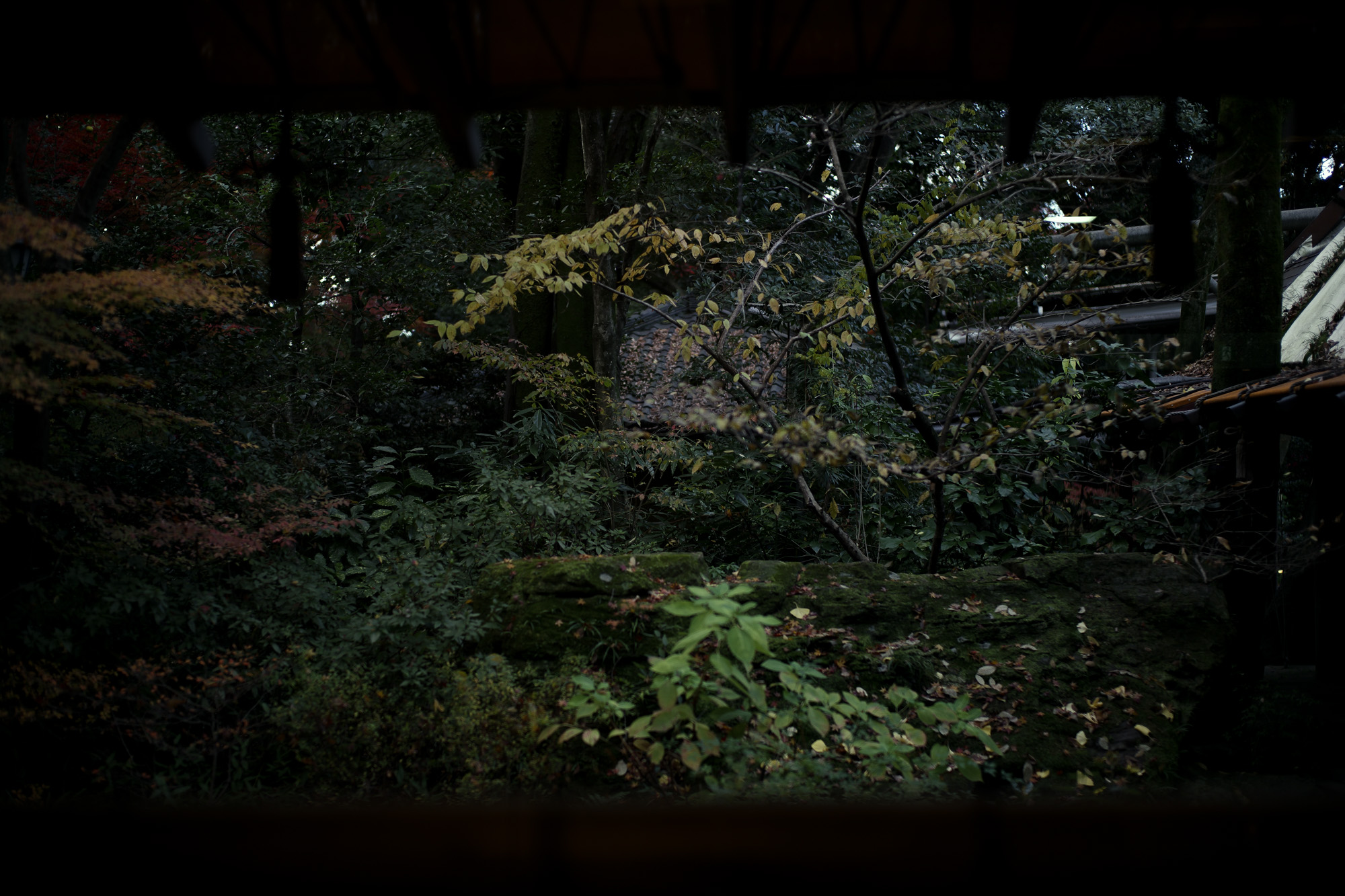 ATSUTA JINGU ///【LEICA M10-P ASC 100 Edition + SUMMILUX-M F1.4/50mm ASPH】 2020年10月21日 水曜日 きよめ餅 AUDEMARS PIGUET アーデマピゲ ロイヤルオーク LEICA M10-P ASC 100 Edition ライカ M10 P ライカ 限定モデル ズミルックス 標準レンズ ELMAR35 1938年製 エルマー ビンテージレンズ 愛知　名古屋 altoediritto アルトエデリット LEICA M10-P “ASC 100 Edition” 映画製作者のためのM型カメラライカは、全米撮影監督協会（American Society of Cinematographers、ASC）の設立100周年を記念し、映画の世界にふさわしい特別モデル「ライカM10-P “ASC 100 Edition”」を発表いたしました。     映画芸術を推進するために1919年に設立された全米撮影監督協会は、この分野では世界で最も長い歴史を持ち、時代を代表する撮影監督たちが会員となってきました。ハリウッドに本部を置く同協会は、ライカと同じく100年以上にわたり、あらゆる世界の文化人に影響を与え、それを形作ってきました。同協会が2019年2月に33回目を数える名誉あるASCアワードを表彰したことに合わせ、映画製作者のための特別モデル「ライカM10-P “ASC 100 Edition」がお披露目されました。無類の写真好きだったオスカー・バルナックは、重量のあるスチルカメラの扱いにくさを軽減する必要性を感じていました。そこで、当時の映画製作者が主に使用していた35mm映画用フィルムを使用し、映画の2コマ分を1画面として使う24×36mmのフィルムサイズを採用したスチルカメラを製作しました。これについて、彼は自身のメモに「Mikrokinoeinrichtung fertig für Aufnahmen」（映画の撮影に対応したマイクロシネ装置）と書き記しています。この発想から1914年に「ウル・ライカ」が生まれることになり、現代に続く35mm判の基礎となりました。これが「ウル・ライカ」の誕生にまつわる1つのストーリーですが、実はその裏にもう1つのストーリーがあります。オスカー・バルナックは当時、映画用フィルムの露出をテストできる装置を求めていました。20世紀初頭ごろは、撮影する前にシーンの視覚的および技術的特性をチェックするのは、現代以上に大変な作業でした。当時の映画製作者は、大型で重いシネカメラで貴重な35mmフィルムを回し続けて撮影しながら、適正露出を調べなくてはならなかったのです。オスカー・バルナックはこれに対し、自身が開発した画期的な「ウル・ライカ」のおかげで、フィルムのわずか1コマを露出させるだけでこれを確認できるようにしました。さらに、彼はこの技術に磨きをかけ、露出過度および露出不足のフィルムを使用して、理想的な露出値の近似値を得ることに成功しました。バルナックが生み出した35mm判スチルカメラ第1号機によってフォトグラフィーの世界に新時代が到来したことで、ライカの名は映画製作と強く結びつくことになりました。そしてこの度、1世紀以上前に始まったストーリーに新たなエピソードが加わりました。それが、バルナックの独創的な発想を現代に色濃く伝える特別モデル「ライカM10-P “ASC 100 Edition"」です。この特別モデルは、市販されているカメラの中で、写真に映画の質感を再現することができる唯一のカメラです。このモデルで初めて、シーンの特性、主観的な「感じ方」やフレーミングなどを確実かつ容易に解釈できるようになりました。シネルックの特別な仕様の「ライカM10-P」とレンズ「ライカ ズミクロンM f2.0/35mm ASPH.」を組み合わせたこの特別モデルは、卓越した視覚体験を提供したいと考える映画監督や映画製作者の大きな力となる、まさにプロ向けのアイテムと言えます。2つのシネルックモデルは、ライカの画質を担当するスペシャリストと世界的な影響力を持つ映画製作者やASCのメンバーが協力して開発しました。「ASC Cine Classic」モードでは35mm映画用フィルムの質感を、「ASC Contemporary」モードでは現代映画の最先端のデジタル的な質感を表現することができます。また、「ライカM10-P “ASC 100 Edition”」がプロフェッショナルな映画製作者にとって完璧なアイテムとなるよう、映画撮影に用いられるさまざまなアスペクト比をユーザーが自由に選択できるようになっており、その選択を有効にすると、選択したアスペクト比がブライトフレームとして表示されます。この特別限定モデルには、電子ビューファインダー「ビゾフレックス」と「ライカM-PLマウント」も含まれています。シネルックと選択可能なアスペクト比だけでなく、さらにビューファーンダーを組み合わせると、デジタルシーンファインダーとして活用できます。また、「ライカM-PLマウント」を装着すると、市販されているPLマウント系のほぼすべてのシネレンズに対応できるようになります。さらに「ライカM10-P “ASC 100 Edition”」では、撮影を開始する前に、映画監督や映画製作者が希望のレンズでシーンをチェックすることができます。そこにカメラとアプリ「Leica FOTOS」を組み合わせれば、ロケーション探しもより簡単に行えるようになり、その内容を撮影プロジェクトの関係者全員とすぐに共有して話し合うことも可能です。オスカー・バルナックのビジョンの近代的な解釈は、「ライカM10-P “ASC 100 Edition”」ならではのユニークな機能に加えて、カメラのデザインにも反映されています。本質を徹底的に追求して、無駄をそぎ落としたデザインを採用し、ブラッククローム仕上げの表面に刻み込まれている文字もすべてブラックとなっています。また、「ライカSL」を思い起こさせるレザー外装により、外観の機能的な印象がさらに強められています。セットの特別レンズ「ライカ ズミクロンM f2.0/35mm ASPH.」の設計はカメラとは対照的に、「ウル・ライカ」の特徴が反映されています。ゴールドアルマイト仕上げが画期的な「ウル・ライカ」の真鍮部を想起させるとともに、スタイリッシュなゴールドがモダンな印象を与えています。さらに、一定の照明条件下では消えたように見える、トップカバーに配されたクラシックなASCのロゴが「ライカM10-P “ASC 100 Edition”」の外観を引き締めています。