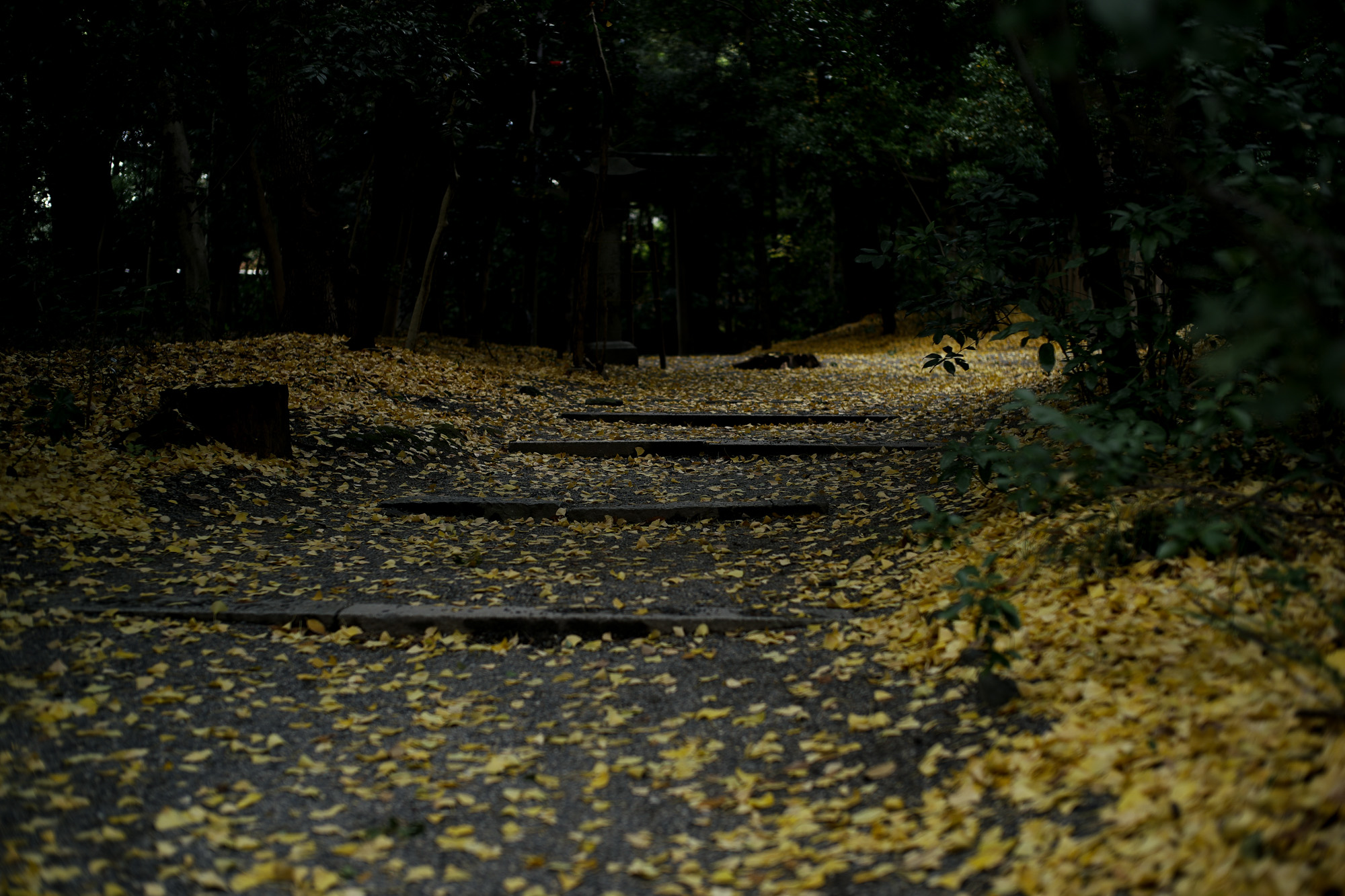 ATSUTA JINGU ///【LEICA M10-P ASC 100 Edition + SUMMILUX-M F1.4/50mm ASPH】 2020年10月21日 水曜日 きよめ餅 AUDEMARS PIGUET アーデマピゲ ロイヤルオーク LEICA M10-P ASC 100 Edition ライカ M10 P ライカ 限定モデル ズミルックス 標準レンズ ELMAR35 1938年製 エルマー ビンテージレンズ 愛知　名古屋 altoediritto アルトエデリット LEICA M10-P “ASC 100 Edition” 映画製作者のためのM型カメラライカは、全米撮影監督協会（American Society of Cinematographers、ASC）の設立100周年を記念し、映画の世界にふさわしい特別モデル「ライカM10-P “ASC 100 Edition”」を発表いたしました。     映画芸術を推進するために1919年に設立された全米撮影監督協会は、この分野では世界で最も長い歴史を持ち、時代を代表する撮影監督たちが会員となってきました。ハリウッドに本部を置く同協会は、ライカと同じく100年以上にわたり、あらゆる世界の文化人に影響を与え、それを形作ってきました。同協会が2019年2月に33回目を数える名誉あるASCアワードを表彰したことに合わせ、映画製作者のための特別モデル「ライカM10-P “ASC 100 Edition」がお披露目されました。無類の写真好きだったオスカー・バルナックは、重量のあるスチルカメラの扱いにくさを軽減する必要性を感じていました。そこで、当時の映画製作者が主に使用していた35mm映画用フィルムを使用し、映画の2コマ分を1画面として使う24×36mmのフィルムサイズを採用したスチルカメラを製作しました。これについて、彼は自身のメモに「Mikrokinoeinrichtung fertig für Aufnahmen」（映画の撮影に対応したマイクロシネ装置）と書き記しています。この発想から1914年に「ウル・ライカ」が生まれることになり、現代に続く35mm判の基礎となりました。これが「ウル・ライカ」の誕生にまつわる1つのストーリーですが、実はその裏にもう1つのストーリーがあります。オスカー・バルナックは当時、映画用フィルムの露出をテストできる装置を求めていました。20世紀初頭ごろは、撮影する前にシーンの視覚的および技術的特性をチェックするのは、現代以上に大変な作業でした。当時の映画製作者は、大型で重いシネカメラで貴重な35mmフィルムを回し続けて撮影しながら、適正露出を調べなくてはならなかったのです。オスカー・バルナックはこれに対し、自身が開発した画期的な「ウル・ライカ」のおかげで、フィルムのわずか1コマを露出させるだけでこれを確認できるようにしました。さらに、彼はこの技術に磨きをかけ、露出過度および露出不足のフィルムを使用して、理想的な露出値の近似値を得ることに成功しました。バルナックが生み出した35mm判スチルカメラ第1号機によってフォトグラフィーの世界に新時代が到来したことで、ライカの名は映画製作と強く結びつくことになりました。そしてこの度、1世紀以上前に始まったストーリーに新たなエピソードが加わりました。それが、バルナックの独創的な発想を現代に色濃く伝える特別モデル「ライカM10-P “ASC 100 Edition"」です。この特別モデルは、市販されているカメラの中で、写真に映画の質感を再現することができる唯一のカメラです。このモデルで初めて、シーンの特性、主観的な「感じ方」やフレーミングなどを確実かつ容易に解釈できるようになりました。シネルックの特別な仕様の「ライカM10-P」とレンズ「ライカ ズミクロンM f2.0/35mm ASPH.」を組み合わせたこの特別モデルは、卓越した視覚体験を提供したいと考える映画監督や映画製作者の大きな力となる、まさにプロ向けのアイテムと言えます。2つのシネルックモデルは、ライカの画質を担当するスペシャリストと世界的な影響力を持つ映画製作者やASCのメンバーが協力して開発しました。「ASC Cine Classic」モードでは35mm映画用フィルムの質感を、「ASC Contemporary」モードでは現代映画の最先端のデジタル的な質感を表現することができます。また、「ライカM10-P “ASC 100 Edition”」がプロフェッショナルな映画製作者にとって完璧なアイテムとなるよう、映画撮影に用いられるさまざまなアスペクト比をユーザーが自由に選択できるようになっており、その選択を有効にすると、選択したアスペクト比がブライトフレームとして表示されます。この特別限定モデルには、電子ビューファインダー「ビゾフレックス」と「ライカM-PLマウント」も含まれています。シネルックと選択可能なアスペクト比だけでなく、さらにビューファーンダーを組み合わせると、デジタルシーンファインダーとして活用できます。また、「ライカM-PLマウント」を装着すると、市販されているPLマウント系のほぼすべてのシネレンズに対応できるようになります。さらに「ライカM10-P “ASC 100 Edition”」では、撮影を開始する前に、映画監督や映画製作者が希望のレンズでシーンをチェックすることができます。そこにカメラとアプリ「Leica FOTOS」を組み合わせれば、ロケーション探しもより簡単に行えるようになり、その内容を撮影プロジェクトの関係者全員とすぐに共有して話し合うことも可能です。オスカー・バルナックのビジョンの近代的な解釈は、「ライカM10-P “ASC 100 Edition”」ならではのユニークな機能に加えて、カメラのデザインにも反映されています。本質を徹底的に追求して、無駄をそぎ落としたデザインを採用し、ブラッククローム仕上げの表面に刻み込まれている文字もすべてブラックとなっています。また、「ライカSL」を思い起こさせるレザー外装により、外観の機能的な印象がさらに強められています。セットの特別レンズ「ライカ ズミクロンM f2.0/35mm ASPH.」の設計はカメラとは対照的に、「ウル・ライカ」の特徴が反映されています。ゴールドアルマイト仕上げが画期的な「ウル・ライカ」の真鍮部を想起させるとともに、スタイリッシュなゴールドがモダンな印象を与えています。さらに、一定の照明条件下では消えたように見える、トップカバーに配されたクラシックなASCのロゴが「ライカM10-P “ASC 100 Edition”」の外観を引き締めています。