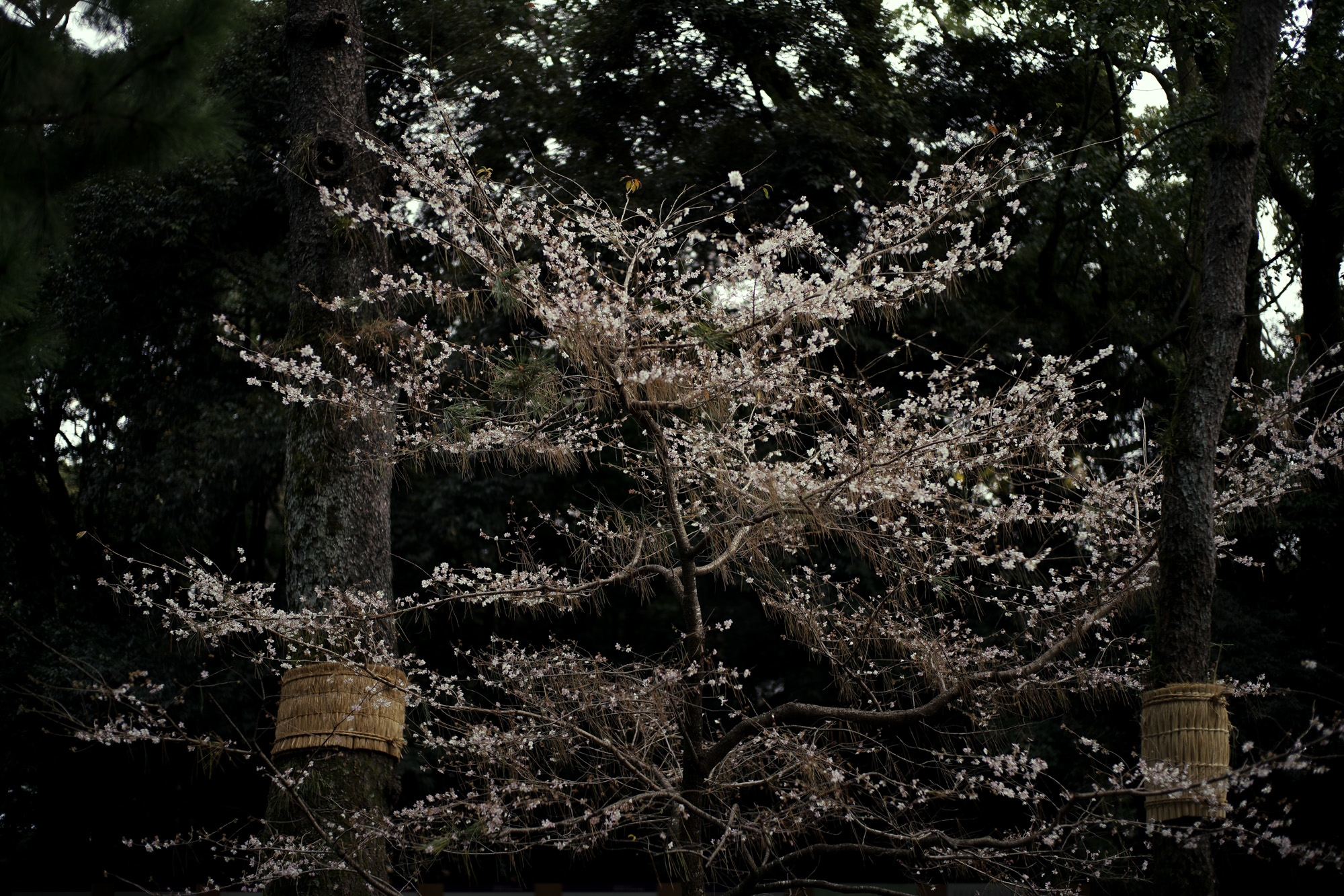 ATSUTA JINGU ///【LEICA M10-P ASC 100 Edition + SUMMILUX-M F1.4/50mm ASPH】 2020年10月21日 水曜日 きよめ餅 AUDEMARS PIGUET アーデマピゲ ロイヤルオーク LEICA M10-P ASC 100 Edition ライカ M10 P ライカ 限定モデル ズミルックス 標準レンズ ELMAR35 1938年製 エルマー ビンテージレンズ 愛知　名古屋 altoediritto アルトエデリット LEICA M10-P “ASC 100 Edition” 映画製作者のためのM型カメラライカは、全米撮影監督協会（American Society of Cinematographers、ASC）の設立100周年を記念し、映画の世界にふさわしい特別モデル「ライカM10-P “ASC 100 Edition”」を発表いたしました。     映画芸術を推進するために1919年に設立された全米撮影監督協会は、この分野では世界で最も長い歴史を持ち、時代を代表する撮影監督たちが会員となってきました。ハリウッドに本部を置く同協会は、ライカと同じく100年以上にわたり、あらゆる世界の文化人に影響を与え、それを形作ってきました。同協会が2019年2月に33回目を数える名誉あるASCアワードを表彰したことに合わせ、映画製作者のための特別モデル「ライカM10-P “ASC 100 Edition」がお披露目されました。無類の写真好きだったオスカー・バルナックは、重量のあるスチルカメラの扱いにくさを軽減する必要性を感じていました。そこで、当時の映画製作者が主に使用していた35mm映画用フィルムを使用し、映画の2コマ分を1画面として使う24×36mmのフィルムサイズを採用したスチルカメラを製作しました。これについて、彼は自身のメモに「Mikrokinoeinrichtung fertig für Aufnahmen」（映画の撮影に対応したマイクロシネ装置）と書き記しています。この発想から1914年に「ウル・ライカ」が生まれることになり、現代に続く35mm判の基礎となりました。これが「ウル・ライカ」の誕生にまつわる1つのストーリーですが、実はその裏にもう1つのストーリーがあります。オスカー・バルナックは当時、映画用フィルムの露出をテストできる装置を求めていました。20世紀初頭ごろは、撮影する前にシーンの視覚的および技術的特性をチェックするのは、現代以上に大変な作業でした。当時の映画製作者は、大型で重いシネカメラで貴重な35mmフィルムを回し続けて撮影しながら、適正露出を調べなくてはならなかったのです。オスカー・バルナックはこれに対し、自身が開発した画期的な「ウル・ライカ」のおかげで、フィルムのわずか1コマを露出させるだけでこれを確認できるようにしました。さらに、彼はこの技術に磨きをかけ、露出過度および露出不足のフィルムを使用して、理想的な露出値の近似値を得ることに成功しました。バルナックが生み出した35mm判スチルカメラ第1号機によってフォトグラフィーの世界に新時代が到来したことで、ライカの名は映画製作と強く結びつくことになりました。そしてこの度、1世紀以上前に始まったストーリーに新たなエピソードが加わりました。それが、バルナックの独創的な発想を現代に色濃く伝える特別モデル「ライカM10-P “ASC 100 Edition"」です。この特別モデルは、市販されているカメラの中で、写真に映画の質感を再現することができる唯一のカメラです。このモデルで初めて、シーンの特性、主観的な「感じ方」やフレーミングなどを確実かつ容易に解釈できるようになりました。シネルックの特別な仕様の「ライカM10-P」とレンズ「ライカ ズミクロンM f2.0/35mm ASPH.」を組み合わせたこの特別モデルは、卓越した視覚体験を提供したいと考える映画監督や映画製作者の大きな力となる、まさにプロ向けのアイテムと言えます。2つのシネルックモデルは、ライカの画質を担当するスペシャリストと世界的な影響力を持つ映画製作者やASCのメンバーが協力して開発しました。「ASC Cine Classic」モードでは35mm映画用フィルムの質感を、「ASC Contemporary」モードでは現代映画の最先端のデジタル的な質感を表現することができます。また、「ライカM10-P “ASC 100 Edition”」がプロフェッショナルな映画製作者にとって完璧なアイテムとなるよう、映画撮影に用いられるさまざまなアスペクト比をユーザーが自由に選択できるようになっており、その選択を有効にすると、選択したアスペクト比がブライトフレームとして表示されます。この特別限定モデルには、電子ビューファインダー「ビゾフレックス」と「ライカM-PLマウント」も含まれています。シネルックと選択可能なアスペクト比だけでなく、さらにビューファーンダーを組み合わせると、デジタルシーンファインダーとして活用できます。また、「ライカM-PLマウント」を装着すると、市販されているPLマウント系のほぼすべてのシネレンズに対応できるようになります。さらに「ライカM10-P “ASC 100 Edition”」では、撮影を開始する前に、映画監督や映画製作者が希望のレンズでシーンをチェックすることができます。そこにカメラとアプリ「Leica FOTOS」を組み合わせれば、ロケーション探しもより簡単に行えるようになり、その内容を撮影プロジェクトの関係者全員とすぐに共有して話し合うことも可能です。オスカー・バルナックのビジョンの近代的な解釈は、「ライカM10-P “ASC 100 Edition”」ならではのユニークな機能に加えて、カメラのデザインにも反映されています。本質を徹底的に追求して、無駄をそぎ落としたデザインを採用し、ブラッククローム仕上げの表面に刻み込まれている文字もすべてブラックとなっています。また、「ライカSL」を思い起こさせるレザー外装により、外観の機能的な印象がさらに強められています。セットの特別レンズ「ライカ ズミクロンM f2.0/35mm ASPH.」の設計はカメラとは対照的に、「ウル・ライカ」の特徴が反映されています。ゴールドアルマイト仕上げが画期的な「ウル・ライカ」の真鍮部を想起させるとともに、スタイリッシュなゴールドがモダンな印象を与えています。さらに、一定の照明条件下では消えたように見える、トップカバーに配されたクラシックなASCのロゴが「ライカM10-P “ASC 100 Edition”」の外観を引き締めています。