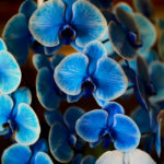 胡蝶蘭のイメージ