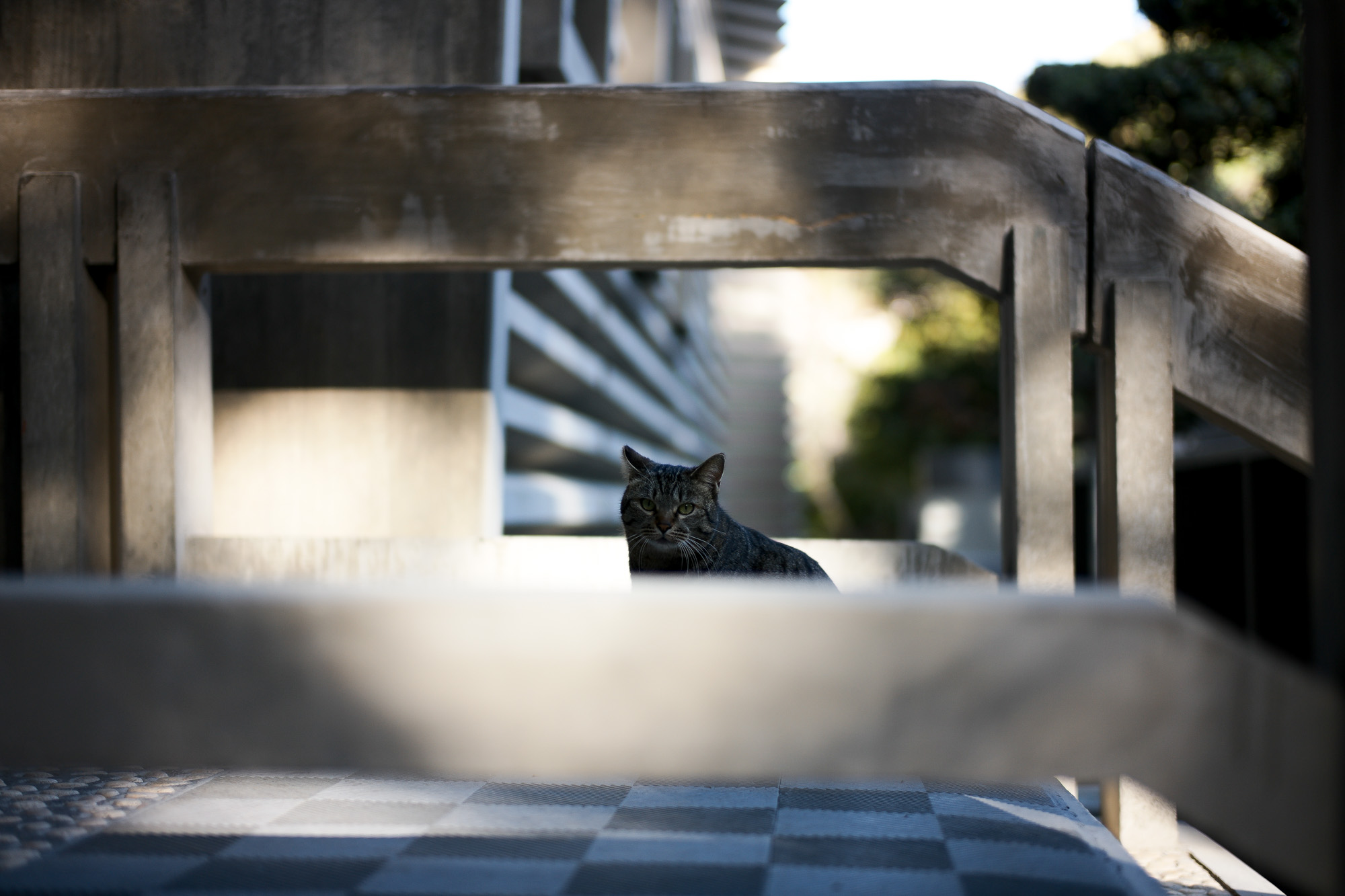 ATSUTA JINGU ///【LEICA M10-P ASC 100 Edition + SUMMILUX-M F1.4/50mm ASPH】2022年3月15日 火曜 熱田神宮 ライカM10 アポズミクロン 2021 October.27 21年目スタート 21年目からは楽しくゆっくりすごしてゆけたらなと思ってます ジョーストラマー 「10.26(tue)」,「10.27(wed)」 お休みとなります Thames LONDON / HERBIE YAMAGUCHI 1983 テムズ川 ロンドン ハービー山口 1983年 イギリス England イングランド 写真家 写真 Not Banksy ノットバンクシー BANKSY バンクシー 我々の敵はあなたの敵じゃない   共に生きよう LEICA // APO-SUMMICRON-M f2/35mm ASPH. ライカ アポ・ズミクロンM f2/35mm ASPH. 愛知 名古屋 Alto e Diritto altoediritto アルトエデリット 世界最高峰のレンズと称賛され続けているライカMレンズにおいて、アポ・ズミクロンM f2/35mm ASPH.もそのMレンズの名にふさわしい優れた性能を誇ります。さらに、アポ・ズミクロンMシリーズのレンズとしてはもちろんのこと、これまでにない新しいタイプのMレンズとして目をひく存在でもあります。その特長は、Mレンズの中で最短で唯一ともいえる最短撮影距離と、きわめてシャープな描写力、美しいボケ味、そして開放F値F2という明るさにあります。ドイツならではの高度な製造技術が生み出したこのレンズを活用すれば、M型カメラはもとより、「ライカSL2」や「ライカSL2-S」でも、優れた描写力を活用してあらゆるシーンでの撮影が楽しめます。 光学系の設計に全撮影距離で高画質が得られるフローティングシステムを採用しているため、近距離撮影でも高い描写力を発揮しながら、Mレンズでは唯一となるわずか30cmという最短撮影距離を実現しています。フォーカスリングの回転角は300°ときわめて大きく、最短撮影距離が短くなっているにも関わらず緻密なピント合わせが可能です。開放値はF2.0という明るさで、クリエイティブな作品づくりも多彩に楽しめます。その時々の貴重な瞬間を、ライカらしい高品位な写真として記録することができます。イギリスの写真家ヒュー・ジョン氏は、ポートレート撮影でもアポ・ズミクロンM f2/35mm ASPH.が威力を発揮することを実感しました。「被写界深度がこれほど浅くなるとは驚きました。まつげの部分が驚くほどシャープに描写され、そこから徐々にボケていく。これは元のサイズのまま一部をトリミングしたものですが、85mm、いや、105mmのレンズで撮影したかのような仕上がりです！」「アポ・ズミクロンM f2/35mm ASPH.は、美しいボケ味でポートレート写真に新たな可能性をもたらすレンズですね。それに接写もこなせるので、まさにオールラウンドな1本だと言えます。色の再現性も絶妙で、シャープな解像感も素晴らしい。これさえあれば他のレンズはいらないと言ってもいいかもしれません！」2021年8月18日 Leica Nagoya ライカ松坂屋名古屋店 ライカ名古屋 460-8430 愛知県中区栄3-16-1 松坂屋名古屋店 北館3Ｆ 052-264-2840 入鹿池　いるかいけ 名古屋近郊のボート釣りのメッカ 愛知県犬山市の入鹿、飛騨木曽川国定公園内にある人工の農業用ため池 わかさぎ釣り・ブラックバス釣りなら入鹿池にある見晴茶屋へ https://inuyama.gr.jp/miharashi.html 犬山観光情報  ワカサギやブラックバス釣りのメッカとして知られる入鹿池 ブラックバス釣果 犬山名物 でんがく 五平餅 見晴茶屋 愛知県犬山市堤下60 蓬ぜん 犬山 犬山口 愛知 名古屋名物 ひつまぶし http://houzen.s-d.jp/index.html 犬山城 ミシュランガイド愛知2019 あつた蓬莱軒 22年間修行 店主 うなぎ ウナギ 鰻 愛知県犬山市上坂町4-168 0568-39-5077 犬山市観光協会 ミシュラン 博多串焼き 八乃助  焼き鳥 焼鳥 愛知 名古屋 とみやBLOG 富屋酒店 とみやBLOG ライカ LEICA LEICA M10-p ASC100 EDITION ライカM10-P ズミルックス 2021年7月27日 煖 MEI メイ イタリアン 国際センター 名古屋市西区那古野1-23-2 四間道糸重3 mei-nagoya.com shikemichi サンタキアラ Santa Chiara コース 18時一斉スタート きのこ キノコ 森内敬子　モーゼ十戒　ナナツモリピノノワール 2016 pinot noir ドメーヌタカヒコ 曽我貴彦 北海道余市郡余市町登町1395  ワイン名古屋市東区徳川町　天然キノコ MEI 那古野 ネコ 猫　にゃんこ 愛知 名古屋 Alto e Diritto altoediritto アルトエデリット カウンター7席 えごま　味噌カツ ミソカツ みそかつ とんかつ 東別院 〒460-0021 愛知県名古屋市中区平和2丁目16-15 052-323-0963  鶴舞線のガード下にあるトンカツの美味しいお店 みそかつ えごま　和食 美奈登 ミナト 老舗焼肉店 神宮前/焼肉 レトロ モクモク 味噌ダレ とんちゃん 熱田 ホルモン ヤキニク とんねるず ペレ きたなシュラン 懐かし 名鉄堀田駅から徒歩20分 瑞穂区 〒467-0879 愛知県名古屋市瑞穂区平郷町2-6-2 LA VAGABONDE ラ・ヴァガボンド フレンチ フランス料理 鶴舞 ラヴァカボンド chef ryousuke iwamoto 岩本龍介 予約のとれないフレンチ 名店 美食家 放浪者 旅人 愛知県名古屋市中区千代田2丁目14-24 キャノンピア鶴舞 1F 愛知 名古屋 Alto e Diritto altoediritto アルトエデリット 超絶フレンチ ドレスコード ディナー STEAK HOUSE Beef Okuma ステーキハウス ビーフオークマ 名古屋店 霜降り黒毛和牛 サーロイン フィレ シャトーブリアン 仙台牛 宮城牛 近江牛 150g 200g ハンバーグ 松坂屋 名古屋店 愛知　名古屋 Alto e Diritto altoediritto  GW休暇 Alto e Diritto アルトエデリット altoediritto 愛知 名古屋 ゴールデンウィーク 休暇 炭火焼肉 煖  だん ダン 愛知 名古屋 焼き肉  名駅店 瑞穂本店 Alto e Diritto altoediritto アルトエデリット 夢 希望 Dream FREEMASONRY フリーメーソン AUDEMARS PIGUET オーデマピゲ SEX PISTOLS セックスピストルズ JOY DIVISION ジョイディヴィジョン DAVID BOWIE デヴィットボーウィ THE VELVET UNDERGROUND ザベルベットアンダーグラウンド THE ROLLING STONES ザローリングストーンズ QUEEN クイーン LED ZEPPELIN レッドツェッペリン Alto e Diritto アルトエデリット 愛知 名古屋 Italy MOORER ムーレー / BELVEST ベルベスト / ISAIA イザイア / LUCA GRASSIA ルカグラシア / Alfredo Rifugio アルフレードリフージオ / LARDINI ラルディーニ / De Petrillo デ・ペトリロ / TAGLIATORE タリアトーレ / Sealup シーラップ / EMMETI エンメティ / CINQUANTA チンクアンタ / SILENCE サイレンス / MOLEC モレック / Finamore フィナモレ / ORIAN オリアン / AVINO Laboratorio Napoletano アヴィーノ / INCOTEX インコテックス / INCOTEX SLACKS インコテックススラックス / PT TORINO ピーティートリノ / BERWICH ベルウィッチ / VIGANO ヴィガーノ / RICHARD J.BROWN リチャードJブラウン / FEDELI フェデーリ / MANRICO CASHMERE マンリコカシミヤ / ZANONE ザノーネ / Cruciani クルチアーニ / GRAN SASSO グランサッソ / Settefili Cashmere セッテフィーリカシミア / Girelli Bruni ジレリブルーニ / ENZO BONAFE エンツォボナフェ / FERRANTE フェランテ / GHOUD ゴード / ACATE アカーテ / Cisei シセイ / STEFANO RICCI ステファノリッチ / ALPO アル France Georges de Patricia ジョルジュドパトリシア / SAINT LAURENTサンローラン / CELINE セリーヌ / AUBERCY オーベルシー / lucien pellat-finet ルシアンペラフィネ / NATIONAL STANDARD ナショナルスタンダー U.S.A. South Paradiso Leather サウスパラディソ / JACQUESMARIEMAGE ジャックマリーマージュ / MARC MARMEL マークマーメル / WHITE'S BOOTS ホワイツブーツ / JUTTA NEUMANN ユッタニューマン England GRENFELL グレンフェル / J&M DAVIDSON ジェイアンドエムディヴィッドソン / JAMES GROSE ジェームスグロース / JOHN SMEDLEY ジョンスメドレー / Johnstons ジョンストンズ Other FIXER フィクサー / cuervo bopoha クエルボ ヴァローナ / BACKLASH The Line バックラッシュ ザライン / RIVORA リヴォラ / C.QP / Order Suit オーダースーツ 愛知 名古屋 Alto e Diritto altoediritto アルトエデリット