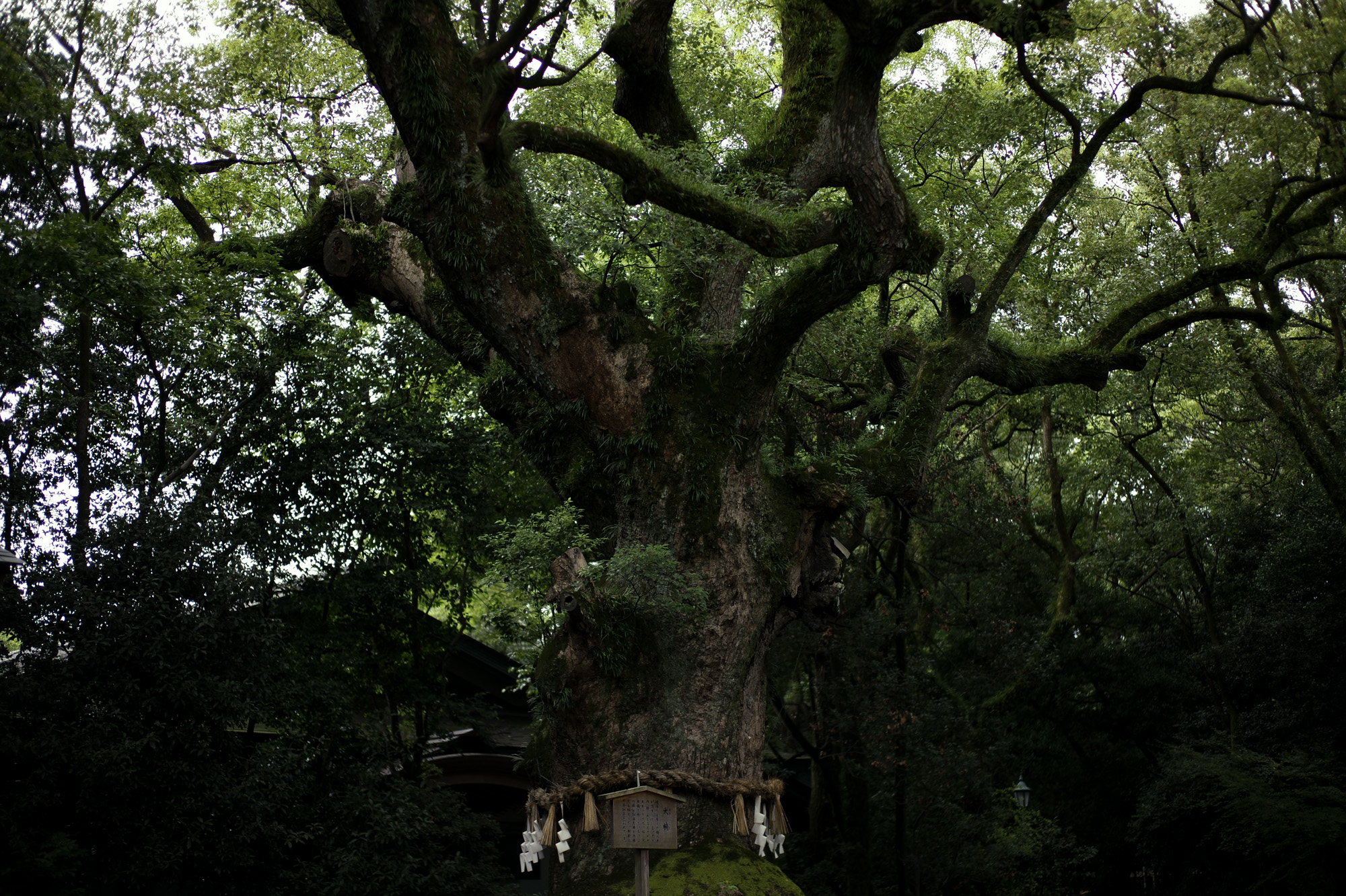 ATSUTA JINGU ///【LEICA M10-P ASC 100 Edition + SUMMILUX-M F1.4/50mm ASPH】2022年5月11日 火曜 熱田神宮 Wolfgang's Steakhouse Signature Aoyama WOLFGANS'S STEAKHOUSE ウルフギャング ステーキハウス Tボーンステーキ  東京都 港区 北青山 2-5-8　青山OM-SQUARE1F 03-5843-0822 100席 (ダイニング58席、個室A：10席、個室B：8席、バー＆ウイスキーラウンジ24席) THE RITZ-CARLTON TOKYO "CLUB LEVEL" // 2022.5.06-5.08 ザ・リッツ・カールトン クラブ®レベル ザ・リッツ・カールトンの最高峰のおもてなしを、最上級の空間と設備でご体験いただける「ザ・リッツ・カールトン クラブレベル」。そのおもてなしの中心となるクラブラウンジは、レジデンスをテーマにしたラウンジの概念を超えた空間です。 レセプション、ガーデンテラス、ダイニングルーム、ライブラリーラウンジの4つの エリアに分かれた「クラブラウンジ」では、時間帯によって多彩な趣きでお客様をお迎えいたしております。お客様のクラブレベルのステイをより快適なものにするクラブコンシェルジュは、お客様一人ひとりをお名前でお呼びし、それぞれのお好みに合わせたパーソナルなサービスをお届けいたします。お誕生日や記念日、プロポーズなど特別な日のご滞在には、ご要望に合わせて心に残るひとときを演出するプランをご提案します。 ザ・ロビーラウンジ ラウンジ ホテルの45階、お客様をお迎えするメインロビーに位置する「ザ・ロビーラウンジ」は、お待ち合わせや語らいの時間を特別なものにします。毎週金～日曜日の15時～16時20分の間、「ハープ＆アフタヌーンティー」を提供しております。確かな技術を有するハープ奏者が奏でる美しい音色を聴きながらペストリーシェフによるアフタヌーンティーをお召し上がり頂けます。夕暮れへと移ろいゆく美しい東京の景色と共に、ゆったりとした午後のひとときをお楽しみ下さい45階の開放的な空間で楽しむ伝統的なアフタヌーンティー ザ・リッツ・カールトン東京の45階、お客様をお迎えするメインロビーに位置する「ザ・ロビーラウンジ」は、お待ち合わせや語らいの時間を特別なものにします。 心地よいピアノの生演奏が流れるラグジュアリーな空間で、モダンなアフタヌーンティーセットや厳選された世界各地の茶葉によるティーセレクションと共に、優雅なひと時をお楽しみ下さい。東京の中心に位置する六本木というロケーションに相応しい、西洋と東洋のモダンな融合を表現したインテリアには、オリエンタルな紫、赤、モノトーンを基調とした配色や、和をモチーフとしたファブリックなどを用い、全体として和洋の調和を感じさせる空間となっており、時間の移ろいに合わせた生演奏が彩りを添えます。ISAIA Napoli TOKYO MIDTOWN イザイア ナポリ 東京ミッドタウン スーツ、ジャケット、シャツ、パンツ、シューズ、ネクタイ、チーフ、カバン 愛知 名古屋 Alto e Diritto altoediritto アルトエデリット 20224月19日 ミシュラン ヴァガボンド 2021年12月14日 LA VAGABONDE ラ・ヴァガボンド フレンチ フランス料理 鶴舞 ラヴァカボンド chef ryousuke iwamoto 岩本龍介 予約のとれないフレンチ 名店 美食家 放浪者 旅人 愛知県名古屋市中区千代田2丁目14-24 キャノンピア鶴舞 1F 愛知 名古屋 Alto e Diritto altoediritto アルトエデリット 超絶フレンチ ドレスコード ディナー 中華風家庭料理 ふーみん (表参道/中華料理)　〒107-0062 東京都港区南青山５丁目７−１７ 03-3498-4466　表参道・青山エリアの南青山の中華料理店、中華風家庭料理 ふーみんのオフィシャルページです　CHACOあまみや　千駄ヶ谷の有名なステーキ屋「CHACOあめみや」 炭焼きステーキ 〒151-0051 東京都渋谷区千駄ケ谷１丁目７−１２ 03-3402-6066 http://chacoamemiya.com/sp/ １９７９年（昭和５４年）に開店してから当時のままの姿の店内は重みを感じる。　（お客様からは「昭和の香りがする・・」と言われます）真っ白だった壁も年月を感じさせる趣がある。店内に入るとまず目に入るのが、大きな炭焼きの竈。営業当時からの肉の旨みを沢山吸い込んでいるかも・・・。１９７９年（昭和５４年）に開店してから当時のままの姿の店内は重みを感じる。　（お客様からは「昭和の香りがする・・」と言われます）真っ白だった壁も年月を感じさせる趣がある。店内に入るとまず目に入るのが、大きな炭焼きの竈。営業当時からの肉の旨みを沢山吸い込んでいるかも・・・。炭で焼かれたステーキのお皿は鉄板ではなく鋳物です。牛肉は融点が高いため冷めやすい鉄板ではすぐに肉が固くなってしまいます。チャコのお皿は長い時間温かいので柔らかい牛肉をゆっくりご賞味いただけます。ワイン片手に語らいながら心安らぐ美味しい時間をお過ごしください。LA BISBOCCIA　ラ・ビスボッチャ/LA BISBOCCIA (広尾/イタリアン) RISTORANTE LA BISBOCCIA 〒150-0013 東京都渋谷区恵比寿2-36-13 広尾MTRビル1F "イタリア政府公認レストラン"として選ばれた本格的イタリアン。スタッフもイタリア人が中心で、イタリアにいる気分になれそうな空間。 https://labisboccia.tokyo/ 愛知 名古屋 Vineria Cassini ヴィネリア カッシーニ 東別院 イタリアン 愛知県名古屋市中区伊勢山1-9-13 伊勢山ハイツ1F #1F Iseyamahaitsu, 1-9-13 Iseyama Naka-ku, Nagoya-shi, Aichi-ken 460-0026, Japan イタリアを旅するような気分で楽しむ郷土料理と様々なワイン "Vineria(ヴィネリア)とは、イタリア語でVino(ワイン)＋Osteria(食堂)を足した造語です。 イタリアの郷土料理とその土地で造られた様々なワインをイタリアを旅するような気分でお楽しみいただけます。 「イタリア現地の味」を目指した素材を生かすストレートかつ伝統的なイタリア料理をアラカルトもしくはコースでお楽しみください。 約200種類のイタリアワインの中から、ソムリエがベストなワインを選びます。お料理やお好みに合わせたグラスワインやワインコースもご用意しております。"2021年10月15日 煖 MEI メイ イタリアン 国際センター 名古屋市西区那古野1-23-2 四間道糸重3 mei-nagoya.com shikemichi サンタキアラ Santa Chiara コース 18時一斉スタート きのこ キノコ 森内敬子　モーゼ十戒　ナナツモリピノノワール 2016 pinot noir ドメーヌタカヒコ 曽我貴彦 北海道余市郡余市町登町1395  ワイン名古屋市東区徳川町　天然キノコ MEI 那古野 ネコ 猫　にゃんこ 愛知 名古屋 Alto e Diritto altoediritto アルトエデリット カウンター7席 えごま　味噌カツ ミソカツ みそかつ とんかつ 東別院 〒460-0021 愛知県名古屋市中区平和2丁目16-15 052-323-0963  鶴舞線のガード下にあるトンカツの美味しいお店 みそかつ えごま　和食 美奈登 ミナト 老舗焼肉店 神宮前/焼肉 レトロ モクモク 味噌ダレ とんちゃん 熱田 ホルモン ヤキニク とんねるず ペレ きたなシュラン 懐かし 名鉄堀田駅から徒歩20分 瑞穂区 〒467-0879 愛知県名古屋市瑞穂区平郷町2-6-2 LA VAGABONDE ラ・ヴァガボンド フレンチ フランス料理 鶴舞 ラヴァカボンド chef ryousuke iwamoto 岩本龍介 予約のとれないフレンチ 名店 美食家 放浪者 旅人 愛知県名古屋市中区千代田2丁目14-24 キャノンピア鶴舞 1F 愛知 名古屋 Alto e Diritto altoediritto アルトエデリット 超絶フレンチ ドレスコード ディナー STEAK HOUSE Beef Okuma ステーキハウス ビーフオークマ 名古屋店 霜降り黒毛和牛 サーロイン フィレ シャトーブリアン 仙台牛 宮城牛 近江牛 150g 200g ハンバーグ 松坂屋 名古屋店 愛知　名古屋 Alto e Diritto altoediritto  GW休暇 Alto e Diritto アルトエデリット altoediritto 愛知 名古屋 ゴールデンウィーク 休暇 炭火焼肉 煖  だん ダン 愛知 名古屋 焼き肉  名駅店 瑞穂本店 Alto e Diritto altoediritto アルトエデリット 夢 希望 Dream FREEMASONRY フリーメーソン AUDEMARS PIGUET オーデマピゲ SEX PISTOLS セックスピストルズ JOY DIVISION ジョイディヴィジョン DAVID BOWIE デヴィットボーウィ THE VELVET UNDERGROUND ザベルベットアンダーグラウンド THE ROLLING STONES ザローリングストーンズ QUEEN クイーン LED ZEPPELIN レッドツェッペリン Alto e Diritto アルトエデリット 愛知 名古屋 Italy MOORER ムーレー / BELVEST ベルベスト / ISAIA イザイア / LUCA GRASSIA ルカグラシア / Alfredo Rifugio アルフレードリフージオ / LARDINI ラルディーニ / De Petrillo デ・ペトリロ / TAGLIATORE タリアトーレ / Sealup シーラップ / EMMETI エンメティ / CINQUANTA チンクアンタ / SILENCE サイレンス / MOLEC モレック / Finamore フィナモレ / ORIAN オリアン / AVINO Laboratorio Napoletano アヴィーノ / INCOTEX インコテックス / INCOTEX SLACKS インコテックススラックス / PT TORINO ピーティートリノ / BERWICH ベルウィッチ / VIGANO ヴィガーノ / RICHARD J.BROWN リチャードJブラウン / FEDELI フェデーリ / MANRICO CASHMERE マンリコカシミヤ / ZANONE ザノーネ / Cruciani クルチアーニ / GRAN SASSO グランサッソ / Settefili Cashmere セッテフィーリカシミア / Girelli Bruni ジレリブルーニ / ENZO BONAFE エンツォボナフェ / FERRANTE フェランテ / GHOUD ゴード / ACATE アカーテ / Cisei シセイ / STEFANO RICCI ステファノリッチ / ALPO アル France Georges de Patricia ジョルジュドパトリシア / SAINT LAURENTサンローラン / CELINE セリーヌ / AUBERCY オーベルシー / lucien pellat-finet ルシアンペラフィネ / NATIONAL STANDARD ナショナルスタンダー U.S.A. South Paradiso Leather サウスパラディソ / JACQUESMARIEMAGE ジャックマリーマージュ / MARC MARMEL マークマーメル / WHITE'S BOOTS ホワイツブーツ / JUTTA NEUMANN ユッタニューマン England GRENFELL グレンフェル / J&M DAVIDSON ジェイアンドエムディヴィッドソン / JAMES GROSE ジェームスグロース / JOHN SMEDLEY ジョンスメドレー / Johnstons ジョンストンズ Other FIXER フィクサー / cuervo bopoha クエルボ ヴァローナ / BACKLASH The Line バックラッシュ ザライン / RIVORA リヴォラ / C.QP / Order Suit オーダースーツ 愛知 名古屋 Alto e Diritto altoediritto アルトエデリッライカM10 アポズミクロン 2021 October.27 21年目スタート 21年目からは楽しくゆっくりすごしてゆけたらなと思ってます ジョーストラマー 「10.26(tue)」,「10.27(wed)」 お休みとなります Thames LONDON / HERBIE YAMAGUCHI 1983 テムズ川 ロンドン ハービー山口 1983年 イギリス England イングランド 写真家 写真 Not Banksy ノットバンクシー BANKSY バンクシー 我々の敵はあなたの敵じゃない   共に生きよう LEICA // APO-SUMMICRON-M f2/35mm ASPH. ライカ アポ・ズミクロンM f2/35mm ASPH. 愛知 名古屋 Alto e Diritto altoediritto アルトエデリット 世界最高峰のレンズと称賛され続けているライカMレンズにおいて、アポ・ズミクロンM f2/35mm ASPH.もそのMレンズの名にふさわしい優れた性能を誇ります。さらに、アポ・ズミクロンMシリーズのレンズとしてはもちろんのこと、これまでにない新しいタイプのMレンズとして目をひく存在でもあります。その特長は、Mレンズの中で最短で唯一ともいえる最短撮影距離と、きわめてシャープな描写力、美しいボケ味、そして開放F値F2という明るさにあります。ドイツならではの高度な製造技術が生み出したこのレンズを活用すれば、M型カメラはもとより、「ライカSL2」や「ライカSL2-S」でも、優れた描写力を活用してあらゆるシーンでの撮影が楽しめます。 光学系の設計に全撮影距離で高画質が得られるフローティングシステムを採用しているため、近距離撮影でも高い描写力を発揮しながら、Mレンズでは唯一となるわずか30cmという最短撮影距離を実現しています。フォーカスリングの回転角は300°ときわめて大きく、最短撮影距離が短くなっているにも関わらず緻密なピント合わせが可能です。開放値はF2.0という明るさで、クリエイティブな作品づくりも多彩に楽しめます。その時々の貴重な瞬間を、ライカらしい高品位な写真として記録することができます。イギリスの写真家ヒュー・ジョン氏は、ポートレート撮影でもアポ・ズミクロンM f2/35mm ASPH.が威力を発揮することを実感しました。「被写界深度がこれほど浅くなるとは驚きました。まつげの部分が驚くほどシャープに描写され、そこから徐々にボケていく。これは元のサイズのまま一部をトリミングしたものですが、85mm、いや、105mmのレンズで撮影したかのような仕上がりです！」「アポ・ズミクロンM f2/35mm ASPH.は、美しいボケ味でポートレート写真に新たな可能性をもたらすレンズですね。それに接写もこなせるので、まさにオールラウンドな1本だと言えます。色の再現性も絶妙で、シャープな解像感も素晴らしい。これさえあれば他のレンズはいらないと言ってもいいかもしれません！」2021年8月18日 Leica Nagoya ライカ松坂屋名古屋店 ライカ名古屋 460-8430 愛知県中区栄3-16-1 松坂屋名古屋店 北館3Ｆ 052-264-2840 入鹿池　いるかいけ 名古屋近郊のボート釣りのメッカ 愛知県犬山市の入鹿、飛騨木曽川国定公園内にある人工の農業用ため池 わかさぎ釣り・ブラックバス釣りなら入鹿池にある見晴茶屋へ https://inuyama.gr.jp/miharashi.html 犬山観光情報  ワカサギやブラックバス釣りのメッカとして知られる入鹿池 ブラックバス釣果 犬山名物 でんがく 五平餅 見晴茶屋 愛知県犬山市堤下60 蓬ぜん 犬山 犬山口 愛知 名古屋名物 ひつまぶし http://houzen.s-d.jp/index.html 犬山城 ミシュランガイド愛知2019 あつた蓬莱軒 22年間修行 店主 うなぎ ウナギ 鰻 愛知県犬山市上坂町4-168 0568-39-5077 犬山市観光協会 ミシュラン 博多串焼き 八乃助  焼き鳥 焼鳥 愛知 名古屋 とみやBLOG 富屋酒店 とみやBLOG ライカ LEICA LEICA M10-p ASC100 EDITION ライカM10-P ズミルックス 2021年7月27日 煖 MEI メイ イタリアン 国際センター 名古屋市西区那古野1-23-2 四間道糸重3 mei-nagoya.com shikemichi サンタキアラ Santa Chiara コース 18時一斉スタート きのこ キノコ 森内敬子　モーゼ十戒　ナナツモリピノノワール 2016 pinot noir ドメーヌタカヒコ 曽我貴彦 北海道余市郡余市町登町1395  ワイン名古屋市東区徳川町　天然キノコ MEI 那古野 ネコ 猫　にゃんこ 愛知 名古屋 Alto e Diritto altoediritto アルトエデリット カウンター7席 えごま　味噌カツ ミソカツ みそかつ とんかつ 東別院 〒460-0021 愛知県名古屋市中区平和2丁目16-15 052-323-0963  鶴舞線のガード下にあるトンカツの美味しいお店 みそかつ えごま　和食 美奈登 ミナト 老舗焼肉店 神宮前/焼肉 レトロ モクモク 味噌ダレ とんちゃん 熱田 ホルモン ヤキニク とんねるず ペレ きたなシュラン 懐かし 名鉄堀田駅から徒歩20分 瑞穂区 〒467-0879 愛知県名古屋市瑞穂区平郷町2-6-2 LA VAGABONDE ラ・ヴァガボンド フレンチ フランス料理 鶴舞 ラヴァカボンド chef ryousuke iwamoto 岩本龍介 予約のとれないフレンチ 名店 美食家 放浪者 旅人 愛知県名古屋市中区千代田2丁目14-24 キャノンピア鶴舞 1F 愛知 名古屋 Alto e Diritto altoediritto アルトエデリット 超絶フレンチ ドレスコード ディナー STEAK HOUSE Beef Okuma ステーキハウス ビーフオークマ 名古屋店 霜降り黒毛和牛 サーロイン フィレ シャトーブリアン 仙台牛 宮城牛 近江牛 150g 200g ハンバーグ 松坂屋 名古屋店 愛知　名古屋 Alto e Diritto altoediritto  GW休暇 Alto e Diritto アルトエデリット altoediritto 愛知 名古屋 ゴールデンウィーク 休暇 炭火焼肉 煖  だん ダン 愛知 名古屋 焼き肉  名駅店 瑞穂本店 Alto e Diritto altoediritto アルトエデリット 夢 希望 Dream FREEMASONRY フリーメーソン AUDEMARS PIGUET オーデマピゲ SEX PISTOLS セックスピストルズ JOY DIVISION ジョイディヴィジョン DAVID BOWIE デヴィットボーウィ THE VELVET UNDERGROUND ザベルベットアンダーグラウンド THE ROLLING STONES ザローリングストーンズ QUEEN クイーン LED ZEPPELIN レッドツェッペリン Alto e Diritto アルトエデリット 愛知 名古屋 Italy MOORER ムーレー / BELVEST ベルベスト / ISAIA イザイア / LUCA GRASSIA ルカグラシア / Alfredo Rifugio アルフレードリフージオ / LARDINI ラルディーニ / De Petrillo デ・ペトリロ / TAGLIATORE タリアトーレ / Sealup シーラップ / EMMETI エンメティ / CINQUANTA チンクアンタ / SILENCE サイレンス / MOLEC モレック / Finamore フィナモレ / ORIAN オリアン / AVINO Laboratorio Napoletano アヴィーノ / INCOTEX インコテックス / INCOTEX SLACKS インコテックススラックス / PT TORINO ピーティートリノ / BERWICH ベルウィッチ / VIGANO ヴィガーノ / RICHARD J.BROWN リチャードJブラウン / FEDELI フェデーリ / MANRICO CASHMERE マンリコカシミヤ / ZANONE ザノーネ / Cruciani クルチアーニ / GRAN SASSO グランサッソ / Settefili Cashmere セッテフィーリカシミア / Girelli Bruni ジレリブルーニ / ENZO BONAFE エンツォボナフェ / FERRANTE フェランテ / GHOUD ゴード / ACATE アカーテ / Cisei シセイ / STEFANO RICCI ステファノリッチ / ALPO アル France Georges de Patricia ジョルジュドパトリシア / SAINT LAURENTサンローラン / CELINE セリーヌ / AUBERCY オーベルシー / lucien pellat-finet ルシアンペラフィネ / NATIONAL STANDARD ナショナルスタンダー U.S.A. South Paradiso Leather サウスパラディソ / JACQUESMARIEMAGE ジャックマリーマージュ / MARC MARMEL マークマーメル / WHITE'S BOOTS ホワイツブーツ / JUTTA NEUMANN ユッタニューマン England GRENFELL グレンフェル / J&M DAVIDSON ジェイアンドエムディヴィッドソン / JAMES GROSE ジェームスグロース / JOHN SMEDLEY ジョンスメドレー / Johnstons ジョンストンズ Other FIXER フィクサー / cuervo bopoha クエルボ ヴァローナ / BACKLASH The Line バックラッシュ ザライン / RIVORA リヴォラ / C.QP / Order Suit オーダースーツ 愛知 名古屋 Alto e Diritto altoediritto アルトエデリット