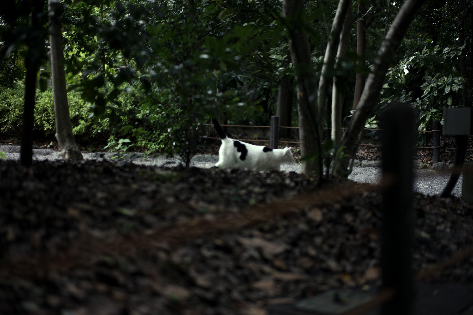 ATSUTA JINGU ///【LEICA M10-P ASC 100 Edition + SUMMILUX-M F1.4/50mm ASPH】2022年5月11日 火曜 熱田神宮 Wolfgang's Steakhouse Signature Aoyama WOLFGANS'S STEAKHOUSE ウルフギャング ステーキハウス Tボーンステーキ  東京都 港区 北青山 2-5-8　青山OM-SQUARE1F 03-5843-0822 100席 (ダイニング58席、個室A：10席、個室B：8席、バー＆ウイスキーラウンジ24席) THE RITZ-CARLTON TOKYO "CLUB LEVEL" // 2022.5.06-5.08 ザ・リッツ・カールトン クラブ®レベル ザ・リッツ・カールトンの最高峰のおもてなしを、最上級の空間と設備でご体験いただける「ザ・リッツ・カールトン クラブレベル」。そのおもてなしの中心となるクラブラウンジは、レジデンスをテーマにしたラウンジの概念を超えた空間です。 レセプション、ガーデンテラス、ダイニングルーム、ライブラリーラウンジの4つの エリアに分かれた「クラブラウンジ」では、時間帯によって多彩な趣きでお客様をお迎えいたしております。お客様のクラブレベルのステイをより快適なものにするクラブコンシェルジュは、お客様一人ひとりをお名前でお呼びし、それぞれのお好みに合わせたパーソナルなサービスをお届けいたします。お誕生日や記念日、プロポーズなど特別な日のご滞在には、ご要望に合わせて心に残るひとときを演出するプランをご提案します。 ザ・ロビーラウンジ ラウンジ ホテルの45階、お客様をお迎えするメインロビーに位置する「ザ・ロビーラウンジ」は、お待ち合わせや語らいの時間を特別なものにします。毎週金～日曜日の15時～16時20分の間、「ハープ＆アフタヌーンティー」を提供しております。確かな技術を有するハープ奏者が奏でる美しい音色を聴きながらペストリーシェフによるアフタヌーンティーをお召し上がり頂けます。夕暮れへと移ろいゆく美しい東京の景色と共に、ゆったりとした午後のひとときをお楽しみ下さい45階の開放的な空間で楽しむ伝統的なアフタヌーンティー ザ・リッツ・カールトン東京の45階、お客様をお迎えするメインロビーに位置する「ザ・ロビーラウンジ」は、お待ち合わせや語らいの時間を特別なものにします。 心地よいピアノの生演奏が流れるラグジュアリーな空間で、モダンなアフタヌーンティーセットや厳選された世界各地の茶葉によるティーセレクションと共に、優雅なひと時をお楽しみ下さい。東京の中心に位置する六本木というロケーションに相応しい、西洋と東洋のモダンな融合を表現したインテリアには、オリエンタルな紫、赤、モノトーンを基調とした配色や、和をモチーフとしたファブリックなどを用い、全体として和洋の調和を感じさせる空間となっており、時間の移ろいに合わせた生演奏が彩りを添えます。ISAIA Napoli TOKYO MIDTOWN イザイア ナポリ 東京ミッドタウン スーツ、ジャケット、シャツ、パンツ、シューズ、ネクタイ、チーフ、カバン 愛知 名古屋 Alto e Diritto altoediritto アルトエデリット 20224月19日 ミシュラン ヴァガボンド 2021年12月14日 LA VAGABONDE ラ・ヴァガボンド フレンチ フランス料理 鶴舞 ラヴァカボンド chef ryousuke iwamoto 岩本龍介 予約のとれないフレンチ 名店 美食家 放浪者 旅人 愛知県名古屋市中区千代田2丁目14-24 キャノンピア鶴舞 1F 愛知 名古屋 Alto e Diritto altoediritto アルトエデリット 超絶フレンチ ドレスコード ディナー 中華風家庭料理 ふーみん (表参道/中華料理)　〒107-0062 東京都港区南青山５丁目７−１７ 03-3498-4466　表参道・青山エリアの南青山の中華料理店、中華風家庭料理 ふーみんのオフィシャルページです　CHACOあまみや　千駄ヶ谷の有名なステーキ屋「CHACOあめみや」 炭焼きステーキ 〒151-0051 東京都渋谷区千駄ケ谷１丁目７−１２ 03-3402-6066 http://chacoamemiya.com/sp/ １９７９年（昭和５４年）に開店してから当時のままの姿の店内は重みを感じる。　（お客様からは「昭和の香りがする・・」と言われます）真っ白だった壁も年月を感じさせる趣がある。店内に入るとまず目に入るのが、大きな炭焼きの竈。営業当時からの肉の旨みを沢山吸い込んでいるかも・・・。１９７９年（昭和５４年）に開店してから当時のままの姿の店内は重みを感じる。　（お客様からは「昭和の香りがする・・」と言われます）真っ白だった壁も年月を感じさせる趣がある。店内に入るとまず目に入るのが、大きな炭焼きの竈。営業当時からの肉の旨みを沢山吸い込んでいるかも・・・。炭で焼かれたステーキのお皿は鉄板ではなく鋳物です。牛肉は融点が高いため冷めやすい鉄板ではすぐに肉が固くなってしまいます。チャコのお皿は長い時間温かいので柔らかい牛肉をゆっくりご賞味いただけます。ワイン片手に語らいながら心安らぐ美味しい時間をお過ごしください。LA BISBOCCIA　ラ・ビスボッチャ/LA BISBOCCIA (広尾/イタリアン) RISTORANTE LA BISBOCCIA 〒150-0013 東京都渋谷区恵比寿2-36-13 広尾MTRビル1F "イタリア政府公認レストラン"として選ばれた本格的イタリアン。スタッフもイタリア人が中心で、イタリアにいる気分になれそうな空間。 https://labisboccia.tokyo/ 愛知 名古屋 Vineria Cassini ヴィネリア カッシーニ 東別院 イタリアン 愛知県名古屋市中区伊勢山1-9-13 伊勢山ハイツ1F #1F Iseyamahaitsu, 1-9-13 Iseyama Naka-ku, Nagoya-shi, Aichi-ken 460-0026, Japan イタリアを旅するような気分で楽しむ郷土料理と様々なワイン "Vineria(ヴィネリア)とは、イタリア語でVino(ワイン)＋Osteria(食堂)を足した造語です。 イタリアの郷土料理とその土地で造られた様々なワインをイタリアを旅するような気分でお楽しみいただけます。 「イタリア現地の味」を目指した素材を生かすストレートかつ伝統的なイタリア料理をアラカルトもしくはコースでお楽しみください。 約200種類のイタリアワインの中から、ソムリエがベストなワインを選びます。お料理やお好みに合わせたグラスワインやワインコースもご用意しております。"2021年10月15日 煖 MEI メイ イタリアン 国際センター 名古屋市西区那古野1-23-2 四間道糸重3 mei-nagoya.com shikemichi サンタキアラ Santa Chiara コース 18時一斉スタート きのこ キノコ 森内敬子　モーゼ十戒　ナナツモリピノノワール 2016 pinot noir ドメーヌタカヒコ 曽我貴彦 北海道余市郡余市町登町1395  ワイン名古屋市東区徳川町　天然キノコ MEI 那古野 ネコ 猫　にゃんこ 愛知 名古屋 Alto e Diritto altoediritto アルトエデリット カウンター7席 えごま　味噌カツ ミソカツ みそかつ とんかつ 東別院 〒460-0021 愛知県名古屋市中区平和2丁目16-15 052-323-0963  鶴舞線のガード下にあるトンカツの美味しいお店 みそかつ えごま　和食 美奈登 ミナト 老舗焼肉店 神宮前/焼肉 レトロ モクモク 味噌ダレ とんちゃん 熱田 ホルモン ヤキニク とんねるず ペレ きたなシュラン 懐かし 名鉄堀田駅から徒歩20分 瑞穂区 〒467-0879 愛知県名古屋市瑞穂区平郷町2-6-2 LA VAGABONDE ラ・ヴァガボンド フレンチ フランス料理 鶴舞 ラヴァカボンド chef ryousuke iwamoto 岩本龍介 予約のとれないフレンチ 名店 美食家 放浪者 旅人 愛知県名古屋市中区千代田2丁目14-24 キャノンピア鶴舞 1F 愛知 名古屋 Alto e Diritto altoediritto アルトエデリット 超絶フレンチ ドレスコード ディナー STEAK HOUSE Beef Okuma ステーキハウス ビーフオークマ 名古屋店 霜降り黒毛和牛 サーロイン フィレ シャトーブリアン 仙台牛 宮城牛 近江牛 150g 200g ハンバーグ 松坂屋 名古屋店 愛知　名古屋 Alto e Diritto altoediritto  GW休暇 Alto e Diritto アルトエデリット altoediritto 愛知 名古屋 ゴールデンウィーク 休暇 炭火焼肉 煖  だん ダン 愛知 名古屋 焼き肉  名駅店 瑞穂本店 Alto e Diritto altoediritto アルトエデリット 夢 希望 Dream FREEMASONRY フリーメーソン AUDEMARS PIGUET オーデマピゲ SEX PISTOLS セックスピストルズ JOY DIVISION ジョイディヴィジョン DAVID BOWIE デヴィットボーウィ THE VELVET UNDERGROUND ザベルベットアンダーグラウンド THE ROLLING STONES ザローリングストーンズ QUEEN クイーン LED ZEPPELIN レッドツェッペリン Alto e Diritto アルトエデリット 愛知 名古屋 Italy MOORER ムーレー / BELVEST ベルベスト / ISAIA イザイア / LUCA GRASSIA ルカグラシア / Alfredo Rifugio アルフレードリフージオ / LARDINI ラルディーニ / De Petrillo デ・ペトリロ / TAGLIATORE タリアトーレ / Sealup シーラップ / EMMETI エンメティ / CINQUANTA チンクアンタ / SILENCE サイレンス / MOLEC モレック / Finamore フィナモレ / ORIAN オリアン / AVINO Laboratorio Napoletano アヴィーノ / INCOTEX インコテックス / INCOTEX SLACKS インコテックススラックス / PT TORINO ピーティートリノ / BERWICH ベルウィッチ / VIGANO ヴィガーノ / RICHARD J.BROWN リチャードJブラウン / FEDELI フェデーリ / MANRICO CASHMERE マンリコカシミヤ / ZANONE ザノーネ / Cruciani クルチアーニ / GRAN SASSO グランサッソ / Settefili Cashmere セッテフィーリカシミア / Girelli Bruni ジレリブルーニ / ENZO BONAFE エンツォボナフェ / FERRANTE フェランテ / GHOUD ゴード / ACATE アカーテ / Cisei シセイ / STEFANO RICCI ステファノリッチ / ALPO アル France Georges de Patricia ジョルジュドパトリシア / SAINT LAURENTサンローラン / CELINE セリーヌ / AUBERCY オーベルシー / lucien pellat-finet ルシアンペラフィネ / NATIONAL STANDARD ナショナルスタンダー U.S.A. South Paradiso Leather サウスパラディソ / JACQUESMARIEMAGE ジャックマリーマージュ / MARC MARMEL マークマーメル / WHITE'S BOOTS ホワイツブーツ / JUTTA NEUMANN ユッタニューマン England GRENFELL グレンフェル / J&M DAVIDSON ジェイアンドエムディヴィッドソン / JAMES GROSE ジェームスグロース / JOHN SMEDLEY ジョンスメドレー / Johnstons ジョンストンズ Other FIXER フィクサー / cuervo bopoha クエルボ ヴァローナ / BACKLASH The Line バックラッシュ ザライン / RIVORA リヴォラ / C.QP / Order Suit オーダースーツ 愛知 名古屋 Alto e Diritto altoediritto アルトエデリッライカM10 アポズミクロン 2021 October.27 21年目スタート 21年目からは楽しくゆっくりすごしてゆけたらなと思ってます ジョーストラマー 「10.26(tue)」,「10.27(wed)」 お休みとなります Thames LONDON / HERBIE YAMAGUCHI 1983 テムズ川 ロンドン ハービー山口 1983年 イギリス England イングランド 写真家 写真 Not Banksy ノットバンクシー BANKSY バンクシー 我々の敵はあなたの敵じゃない   共に生きよう LEICA // APO-SUMMICRON-M f2/35mm ASPH. ライカ アポ・ズミクロンM f2/35mm ASPH. 愛知 名古屋 Alto e Diritto altoediritto アルトエデリット 世界最高峰のレンズと称賛され続けているライカMレンズにおいて、アポ・ズミクロンM f2/35mm ASPH.もそのMレンズの名にふさわしい優れた性能を誇ります。さらに、アポ・ズミクロンMシリーズのレンズとしてはもちろんのこと、これまでにない新しいタイプのMレンズとして目をひく存在でもあります。その特長は、Mレンズの中で最短で唯一ともいえる最短撮影距離と、きわめてシャープな描写力、美しいボケ味、そして開放F値F2という明るさにあります。ドイツならではの高度な製造技術が生み出したこのレンズを活用すれば、M型カメラはもとより、「ライカSL2」や「ライカSL2-S」でも、優れた描写力を活用してあらゆるシーンでの撮影が楽しめます。 光学系の設計に全撮影距離で高画質が得られるフローティングシステムを採用しているため、近距離撮影でも高い描写力を発揮しながら、Mレンズでは唯一となるわずか30cmという最短撮影距離を実現しています。フォーカスリングの回転角は300°ときわめて大きく、最短撮影距離が短くなっているにも関わらず緻密なピント合わせが可能です。開放値はF2.0という明るさで、クリエイティブな作品づくりも多彩に楽しめます。その時々の貴重な瞬間を、ライカらしい高品位な写真として記録することができます。イギリスの写真家ヒュー・ジョン氏は、ポートレート撮影でもアポ・ズミクロンM f2/35mm ASPH.が威力を発揮することを実感しました。「被写界深度がこれほど浅くなるとは驚きました。まつげの部分が驚くほどシャープに描写され、そこから徐々にボケていく。これは元のサイズのまま一部をトリミングしたものですが、85mm、いや、105mmのレンズで撮影したかのような仕上がりです！」「アポ・ズミクロンM f2/35mm ASPH.は、美しいボケ味でポートレート写真に新たな可能性をもたらすレンズですね。それに接写もこなせるので、まさにオールラウンドな1本だと言えます。色の再現性も絶妙で、シャープな解像感も素晴らしい。これさえあれば他のレンズはいらないと言ってもいいかもしれません！」2021年8月18日 Leica Nagoya ライカ松坂屋名古屋店 ライカ名古屋 460-8430 愛知県中区栄3-16-1 松坂屋名古屋店 北館3Ｆ 052-264-2840 入鹿池　いるかいけ 名古屋近郊のボート釣りのメッカ 愛知県犬山市の入鹿、飛騨木曽川国定公園内にある人工の農業用ため池 わかさぎ釣り・ブラックバス釣りなら入鹿池にある見晴茶屋へ https://inuyama.gr.jp/miharashi.html 犬山観光情報  ワカサギやブラックバス釣りのメッカとして知られる入鹿池 ブラックバス釣果 犬山名物 でんがく 五平餅 見晴茶屋 愛知県犬山市堤下60 蓬ぜん 犬山 犬山口 愛知 名古屋名物 ひつまぶし http://houzen.s-d.jp/index.html 犬山城 ミシュランガイド愛知2019 あつた蓬莱軒 22年間修行 店主 うなぎ ウナギ 鰻 愛知県犬山市上坂町4-168 0568-39-5077 犬山市観光協会 ミシュラン 博多串焼き 八乃助  焼き鳥 焼鳥 愛知 名古屋 とみやBLOG 富屋酒店 とみやBLOG ライカ LEICA LEICA M10-p ASC100 EDITION ライカM10-P ズミルックス 2021年7月27日 煖 MEI メイ イタリアン 国際センター 名古屋市西区那古野1-23-2 四間道糸重3 mei-nagoya.com shikemichi サンタキアラ Santa Chiara コース 18時一斉スタート きのこ キノコ 森内敬子　モーゼ十戒　ナナツモリピノノワール 2016 pinot noir ドメーヌタカヒコ 曽我貴彦 北海道余市郡余市町登町1395  ワイン名古屋市東区徳川町　天然キノコ MEI 那古野 ネコ 猫　にゃんこ 愛知 名古屋 Alto e Diritto altoediritto アルトエデリット カウンター7席 えごま　味噌カツ ミソカツ みそかつ とんかつ 東別院 〒460-0021 愛知県名古屋市中区平和2丁目16-15 052-323-0963  鶴舞線のガード下にあるトンカツの美味しいお店 みそかつ えごま　和食 美奈登 ミナト 老舗焼肉店 神宮前/焼肉 レトロ モクモク 味噌ダレ とんちゃん 熱田 ホルモン ヤキニク とんねるず ペレ きたなシュラン 懐かし 名鉄堀田駅から徒歩20分 瑞穂区 〒467-0879 愛知県名古屋市瑞穂区平郷町2-6-2 LA VAGABONDE ラ・ヴァガボンド フレンチ フランス料理 鶴舞 ラヴァカボンド chef ryousuke iwamoto 岩本龍介 予約のとれないフレンチ 名店 美食家 放浪者 旅人 愛知県名古屋市中区千代田2丁目14-24 キャノンピア鶴舞 1F 愛知 名古屋 Alto e Diritto altoediritto アルトエデリット 超絶フレンチ ドレスコード ディナー STEAK HOUSE Beef Okuma ステーキハウス ビーフオークマ 名古屋店 霜降り黒毛和牛 サーロイン フィレ シャトーブリアン 仙台牛 宮城牛 近江牛 150g 200g ハンバーグ 松坂屋 名古屋店 愛知　名古屋 Alto e Diritto altoediritto  GW休暇 Alto e Diritto アルトエデリット altoediritto 愛知 名古屋 ゴールデンウィーク 休暇 炭火焼肉 煖  だん ダン 愛知 名古屋 焼き肉  名駅店 瑞穂本店 Alto e Diritto altoediritto アルトエデリット 夢 希望 Dream FREEMASONRY フリーメーソン AUDEMARS PIGUET オーデマピゲ SEX PISTOLS セックスピストルズ JOY DIVISION ジョイディヴィジョン DAVID BOWIE デヴィットボーウィ THE VELVET UNDERGROUND ザベルベットアンダーグラウンド THE ROLLING STONES ザローリングストーンズ QUEEN クイーン LED ZEPPELIN レッドツェッペリン Alto e Diritto アルトエデリット 愛知 名古屋 Italy MOORER ムーレー / BELVEST ベルベスト / ISAIA イザイア / LUCA GRASSIA ルカグラシア / Alfredo Rifugio アルフレードリフージオ / LARDINI ラルディーニ / De Petrillo デ・ペトリロ / TAGLIATORE タリアトーレ / Sealup シーラップ / EMMETI エンメティ / CINQUANTA チンクアンタ / SILENCE サイレンス / MOLEC モレック / Finamore フィナモレ / ORIAN オリアン / AVINO Laboratorio Napoletano アヴィーノ / INCOTEX インコテックス / INCOTEX SLACKS インコテックススラックス / PT TORINO ピーティートリノ / BERWICH ベルウィッチ / VIGANO ヴィガーノ / RICHARD J.BROWN リチャードJブラウン / FEDELI フェデーリ / MANRICO CASHMERE マンリコカシミヤ / ZANONE ザノーネ / Cruciani クルチアーニ / GRAN SASSO グランサッソ / Settefili Cashmere セッテフィーリカシミア / Girelli Bruni ジレリブルーニ / ENZO BONAFE エンツォボナフェ / FERRANTE フェランテ / GHOUD ゴード / ACATE アカーテ / Cisei シセイ / STEFANO RICCI ステファノリッチ / ALPO アル France Georges de Patricia ジョルジュドパトリシア / SAINT LAURENTサンローラン / CELINE セリーヌ / AUBERCY オーベルシー / lucien pellat-finet ルシアンペラフィネ / NATIONAL STANDARD ナショナルスタンダー U.S.A. South Paradiso Leather サウスパラディソ / JACQUESMARIEMAGE ジャックマリーマージュ / MARC MARMEL マークマーメル / WHITE'S BOOTS ホワイツブーツ / JUTTA NEUMANN ユッタニューマン England GRENFELL グレンフェル / J&M DAVIDSON ジェイアンドエムディヴィッドソン / JAMES GROSE ジェームスグロース / JOHN SMEDLEY ジョンスメドレー / Johnstons ジョンストンズ Other FIXER フィクサー / cuervo bopoha クエルボ ヴァローナ / BACKLASH The Line バックラッシュ ザライン / RIVORA リヴォラ / C.QP / Order Suit オーダースーツ 愛知 名古屋 Alto e Diritto altoediritto アルトエデリット