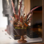 Fiore secco // Novembre 2022のイメージ