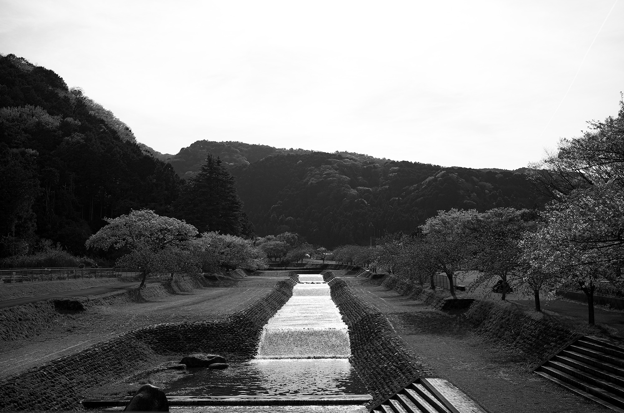 桜 サクラ cherry blossoms 岐阜 羽根谷だんだん公園　養老 多度 LEICA ライカ APO SUMMICRON 35ミリ アポズミクロン MASERATI MC20 マセラティ スーパーカー マットホワイト