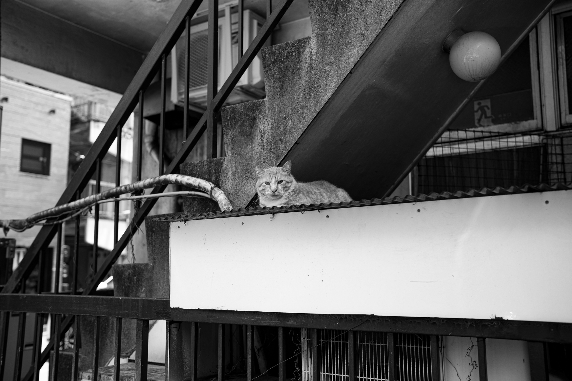虎　トラ猫 とら 猫 CAT ねこ ネコ 寅 愛知 名古屋 Alto e Diritto altoediritto アルトエデリット ライカ LEICA APO SUMMICRON アポズミクロン ライカM10-p ASC100