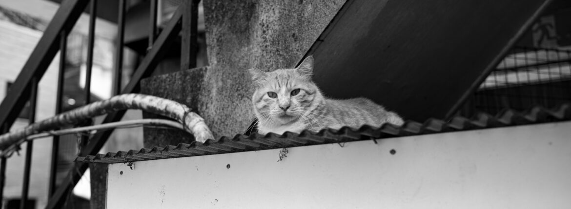 虎　トラ猫 とら 猫 CAT ねこ ネコ 寅 愛知 名古屋 Alto e Diritto altoediritto アルトエデリット ライカ LEICA APO SUMMICRON アポズミクロン ライカM10-p ASC100