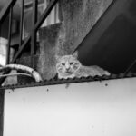 虎　トラ猫 とら 猫 CAT ねこ ネコ 寅 愛知 名古屋 Alto e Diritto altoediritto アルトエデリット ライカ LEICA APO SUMMICRON アポズミクロン ライカM10-p ASC100
