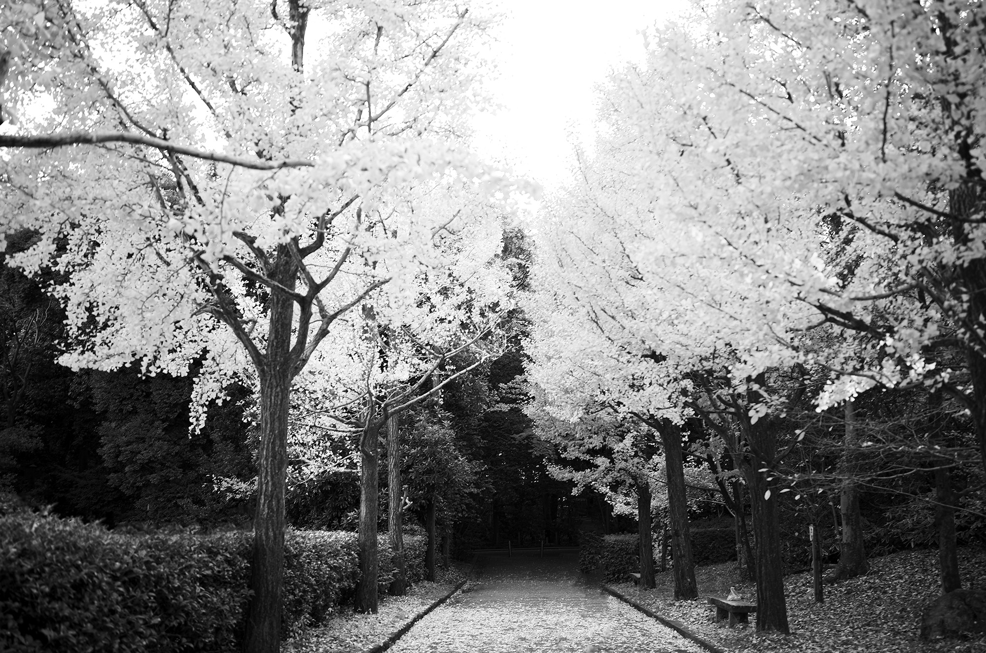 ATSUTA JINGU 熱田神宮  https://www.atsutajingu.or.jp/en/intro/ 宮きしめん 愛知 名古屋 熱田神宮 456-8585 愛知県名古屋市熱田区神宮１丁目１−１ LEICA ライカ 写真 Alto e Diritto altoediritto アルトエデリット ライダース レザージャケット