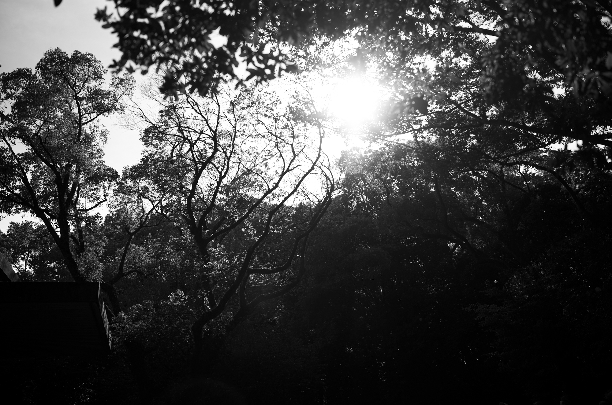 ATSUTA JINGU 熱田神宮  https://www.atsutajingu.or.jp/en/intro/ 宮きしめん 愛知 名古屋 熱田神宮 456-8585 愛知県名古屋市熱田区神宮１丁目１−１ LEICA ライカ 写真 Alto e Diritto altoediritto アルトエデリット ライダース レザージャケット