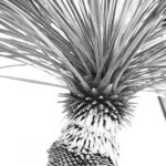 YUCCA ROSTRATA ユッカロストラータ 春 夏 暑い 断髪 カット 涼しそう Alto e Diritto アルト エ デリット 愛知 名古屋 洋服屋 セレクトショップ アメリカ イタリア イギリス adidas / アディダス　 ALESSANDRO GHERARDI / アレッサンドロ ゲラルディ　 Allen Edmonds / アレンエドモンズ　 ANDERSEN-ANDERSEN / アンデルセン アンデルセン　 Barbour / バブアー　 BOGLIOLI / ボリオリ　 BROOKS / ブルックス　 BROOKS HERITAGE / ブルックスヘリテージ　 CAMBER / キャンバー　 CENTINELA / センチネラ　 Champion / チャンピオン　 CINQUANTA / チンクアンタ　 CONVERSE / コンバース　 CORONADO LEATHER / コロナドレザー　 Crescent Down Works / クレセントダウンワークス　 Cuervo / クエルボ　 DANNER / ダナー　 DSPTCH / ディスピッチ　 ENZO BONAFE / エンツォボナフェ　 FILSON / フィルソン　 Gitman Brothers / ギットマンブラザーズ　 Gitman Vintage / ギットマンヴィンテージ　 Glanshirt / グランシャツ　 Gloverall / グローバーオール　 GTA / ジーティーアー　 HEINRICH DINKELACKER / ハインリッヒディンケラッカー　 Horween Shell Cordovan Leather / ホーウィンシェルコードバンレザー　 INCOTEX / インコテックス　 INCOTEX SLACKS / インコテックススラックス　 INDIVIDUALIZED SHIRTS / インディビジュアライズドシャツ　 INVERALLAN / インバーアラン　 ISAIA / イザイア　 JAMES GROSE / ジェームスグロース　 JOHN SMEDLEY / ジョンスメドレー　 JULIAN BOOTS / ジュリアンブーツ　 JUTTA NEUMANN / ユッタニューマン　 J.W.BRINE / J.W.ブライン　 Kennett & Lindsell / ケネットアンドリンゼル　 Loake England / ロークイングランド　 MADE BY SEVEN -REUSE- / メイドバイセブンリユース　 Merz b. Schwanen / メルツベーシュヴァーネン　 MONTEDORO / モンテドーロ　 MOONSTAR / ムーンスター　 New Balance / ニューバランス　 ORTEGA'S / オルテガ　 Pantofola d'Oro / パントフォラドーロ　 Radice / ラディーチェ　 RICHARD J. BROWN / リチャード ジェイ ブラウン　 THE SANDALMAN / ザ・サンダルマン　 Sealup / シーラップ　 Settefili Cashmere / セッテフィーリカシミア　 South Paradiso Leather / サウスパラディソレザー　 Vanson Leather / バンソンレザー　 VENETIAN CREAM / ベネチアンクリーム　 WALSH / ウォルシュ　 WHITE'S BOOTS / ホワイツブーツ　 Worn By / ウォーンバイ　 WORN FREE / ウォーンフリー　 ZANONE / ザノーネ