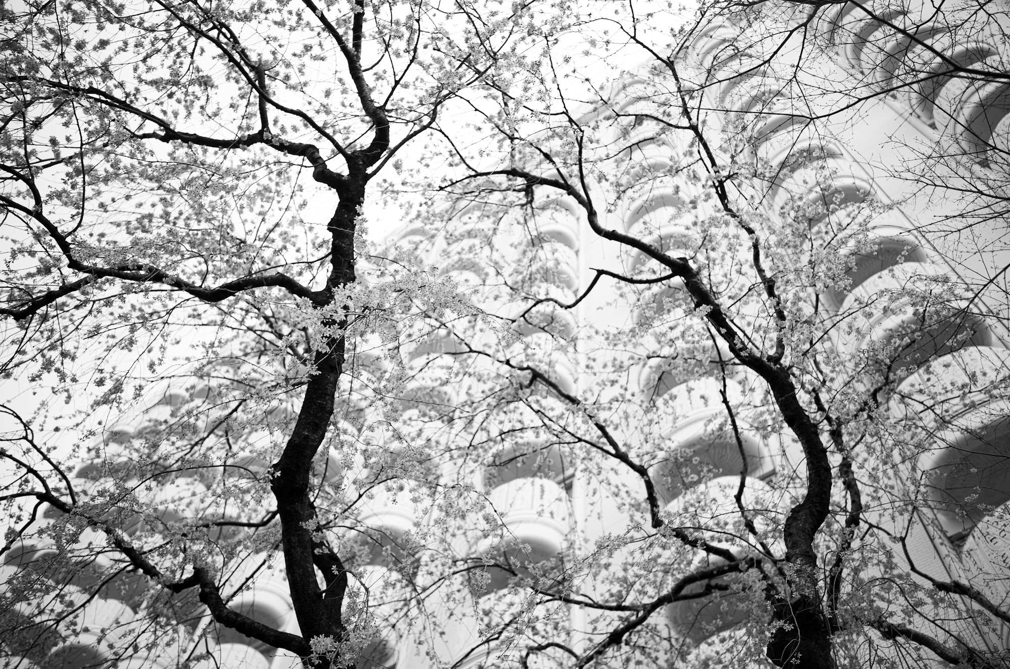 尊厳の深度 — The Depth of Dignity —  JAPAN 日本 愛知 名古屋 Alto e Diritto altoediritto アルトエデリット 桜　さくら 縁 最良