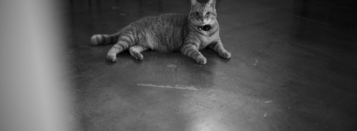 猫は、世界を整えている。 — A Cat Quietly Puts the World in Order — JAPAN 日本 愛知　名古屋 Alto e Diritto altoediritto アルトエデリット ねこ ネコ キャット CAT