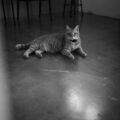 猫は、世界を整えている。 — A Cat Quietly Puts the World in Order —のイメージ