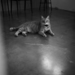 猫は、世界を整えている。 — A Cat Quietly Puts the World in Order — JAPAN 日本 愛知　名古屋 Alto e Diritto altoediritto アルトエデリット ねこ ネコ キャット CAT