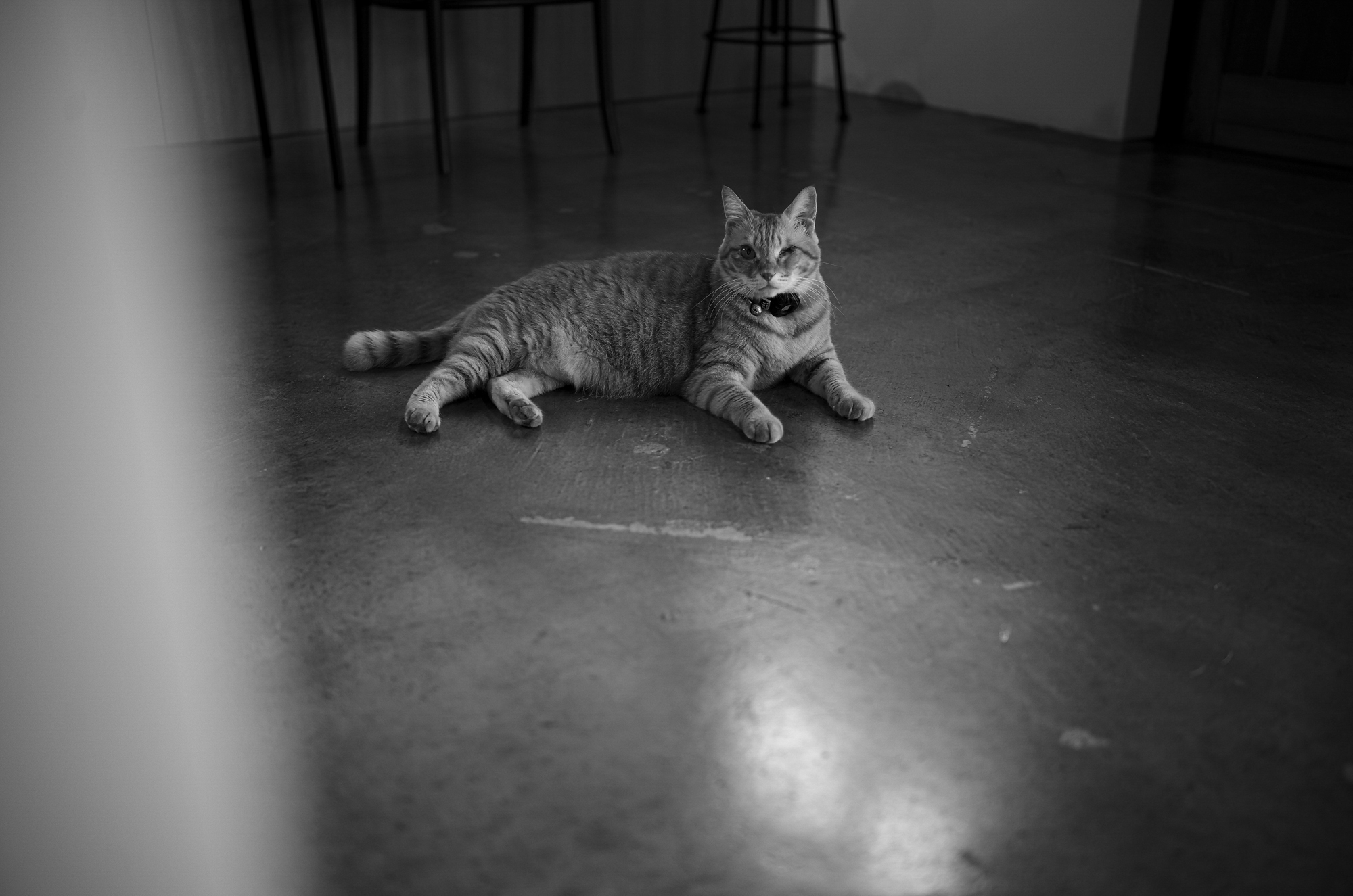 猫は、世界を整えている。 — A Cat Quietly Puts the World in Order — JAPAN 日本 愛知　名古屋 Alto e Diritto altoediritto アルトエデリット ねこ ネコ キャット CAT