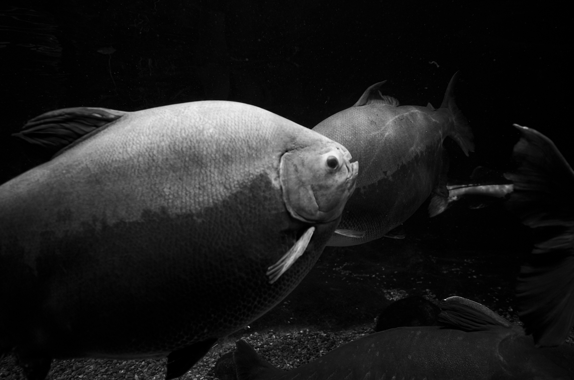 世界淡水魚園水族館 アクア・トト ぎふ 岐阜県各務原市川島笠田町にある淡水魚に特化した水族館である。正式名称は世界淡水魚園水族館。 内陸型水族館。河川環境楽園の一つである世界淡水魚園内の一施設であり、岐阜県営都市公園施設の一つでもある。2004年7月14日に開業した。 〒501-6021 岐阜県各務原市川島笠田町１４５３ 河川環境楽園内 —— アクア・トト ぎふ — Depth Has No Voice. —— JAPAN 日本 愛知 名古屋 Alto e Diritto altoediritto アルトエデリット