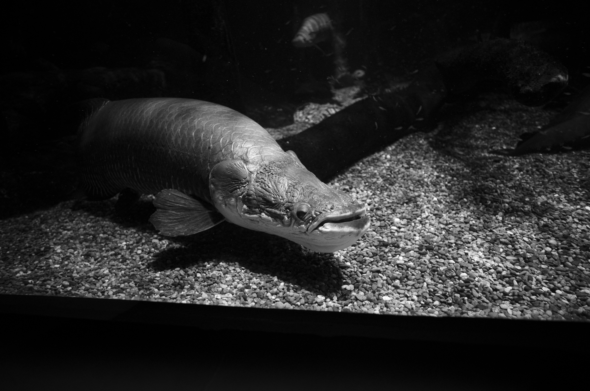 世界淡水魚園水族館 アクア・トト ぎふ 岐阜県各務原市川島笠田町にある淡水魚に特化した水族館である。正式名称は世界淡水魚園水族館。 内陸型水族館。河川環境楽園の一つである世界淡水魚園内の一施設であり、岐阜県営都市公園施設の一つでもある。2004年7月14日に開業した。 〒501-6021 岐阜県各務原市川島笠田町１４５３ 河川環境楽園内 —— アクア・トト ぎふ — Depth Has No Voice. —— JAPAN 日本 愛知 名古屋 Alto e Diritto altoediritto アルトエデリット
