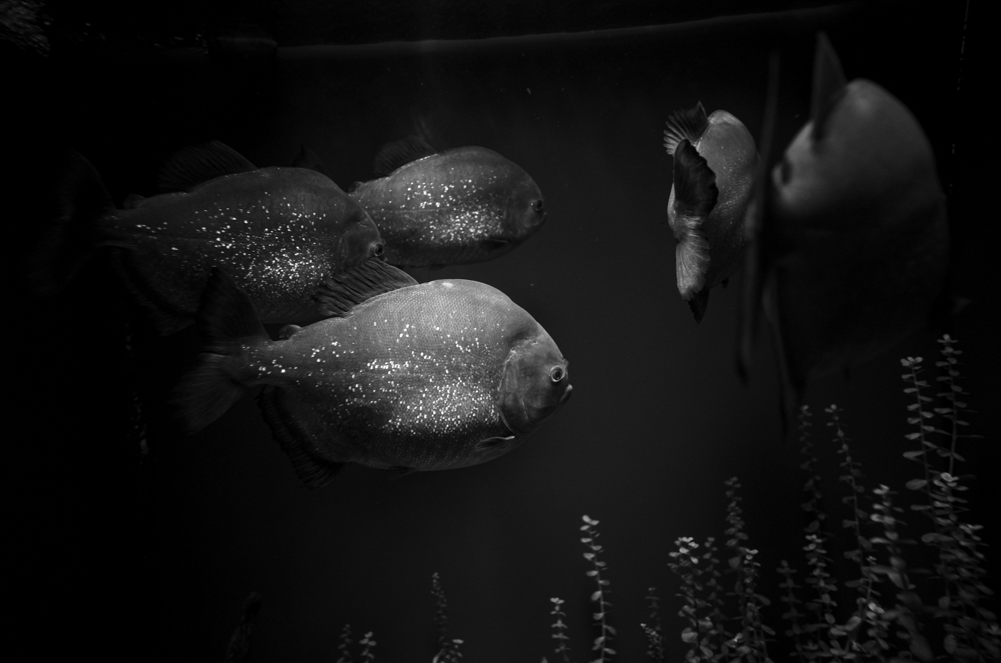 世界淡水魚園水族館 アクア・トト ぎふ 岐阜県各務原市川島笠田町にある淡水魚に特化した水族館である。正式名称は世界淡水魚園水族館。 内陸型水族館。河川環境楽園の一つである世界淡水魚園内の一施設であり、岐阜県営都市公園施設の一つでもある。2004年7月14日に開業した。 〒501-6021 岐阜県各務原市川島笠田町１４５３ 河川環境楽園内 —— アクア・トト ぎふ — Depth Has No Voice. —— JAPAN 日本 愛知 名古屋 Alto e Diritto altoediritto アルトエデリット