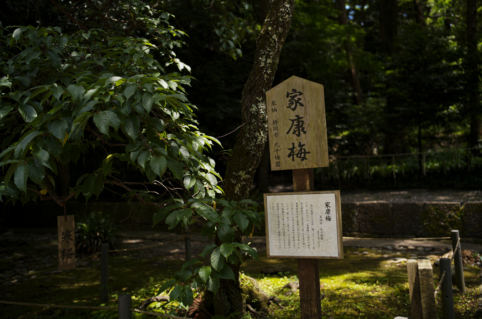 久能山東照宮、あの日吹いた風。/ Kunōzan Tōshōgū – The Wind That Blew That Day — 久能山東照宮 〒422-8011 静岡県静岡市駿河区根古屋３９０　1617年　JAPAN 日本 愛知 名古屋 Alto e Diritto altoediritto アルトエデリット 祈祷 2026年6月10日 水曜日 ありがとうございます 国宝である久能山東照宮は、徳川家康を祀る全国の東照宮のルーツです。本殿には、家康に加えて織田信長と豊臣秀吉が「相殿」として祀られており、天下統一を成し遂げた三英傑が一堂に会する全国で唯一の特別な神社となっています。三英傑が祀られている背景久能山東照宮の創建後、明治時代の神仏分離令を経て、「戦国時代の争乱を終わらせ、日本に平和をもたらした三柱の神」という解釈から、織田信長と豊臣秀吉が徳川家康と共に本殿に勧請されました。　徳川家康公をお祀りする最初の神社、静岡県静岡市の久能山東照宮公式ウェブサイトです。当時の技術と芸術が凝縮された社殿は、平成22年12月に国宝指定されました。久能山東照宮は、日本の静岡市駿河区根古屋に所在する神社である。江戸幕府を創始して晩年を駿府で大御所として過ごした徳川家康が元和2年に死去、遺命によってこの地に埋葬された。駿河湾に面した久能山の南斜面に設けられた表参道を登った上に神社がある。久能山東照宮（くのうざんとうしょうぐう）は、日本の静岡市駿河区根古屋に所在する神社である。江戸幕府を創始して晩年を駿府（現:静岡市葵区）で大御所として過ごした徳川家康が元和2年（1616年）に死去、遺命によってこの地に埋葬された。駿河湾に面した久能山の南斜面に設けられた表参道（1159段の曲がりくねった石段）を登った上に神社がある[2]。江戸時代には20年に一度、明治時代以降では50年に一度、社殿を始めとした諸建造物の漆塗り替えが行われており、近年では2006年（平成18年）に社殿の塗り替えが完了した。2010年（平成22年）12月に、本殿、石の間、拝殿が国宝に指定された。2015年（平成27年）には鎮座400年を迎え、様々な催し物が企画、開催された。家康は、大御所として駿府に在城当時、「久能城は駿府城の本丸と思う」と久能山の重要性を説いたといわれる。死後、その遺骸は遺命によって久能山に葬られ、元和3年(1617年)12月には江戸幕府第2代将軍徳川秀忠によって東照社（現・久能山東照宮）の社殿が造営された。家康の遺命は久能山への埋葬および日光山への神社造営であったので、日光山の東照社（現・日光東照宮）もほぼ同時期に造営が始まっている。日光東照宮は第3代将軍徳川家光の代における「寛永の大造替」で、徳川家康を祀る日本全国の東照宮の総本社的存在となった。同時に家光は久能山の整備も命じており、社殿以外の透塀、薬師堂（現・日枝神社）、神楽殿、鐘楼（現・鼓楼）、五重塔（後述の事情で現存せず）、楼門が増築された。なお、駿府城代支配の職である久能山総門番として代々久能の地を領して久能山東照宮を管理したのは、交代寄合の榊原家であった。造営以来の多くの建造物が現存するが、寛永期に徳川家光が造営を命じた五重塔は、明治時代初期の神仏分離によって解体を余儀なくされた。